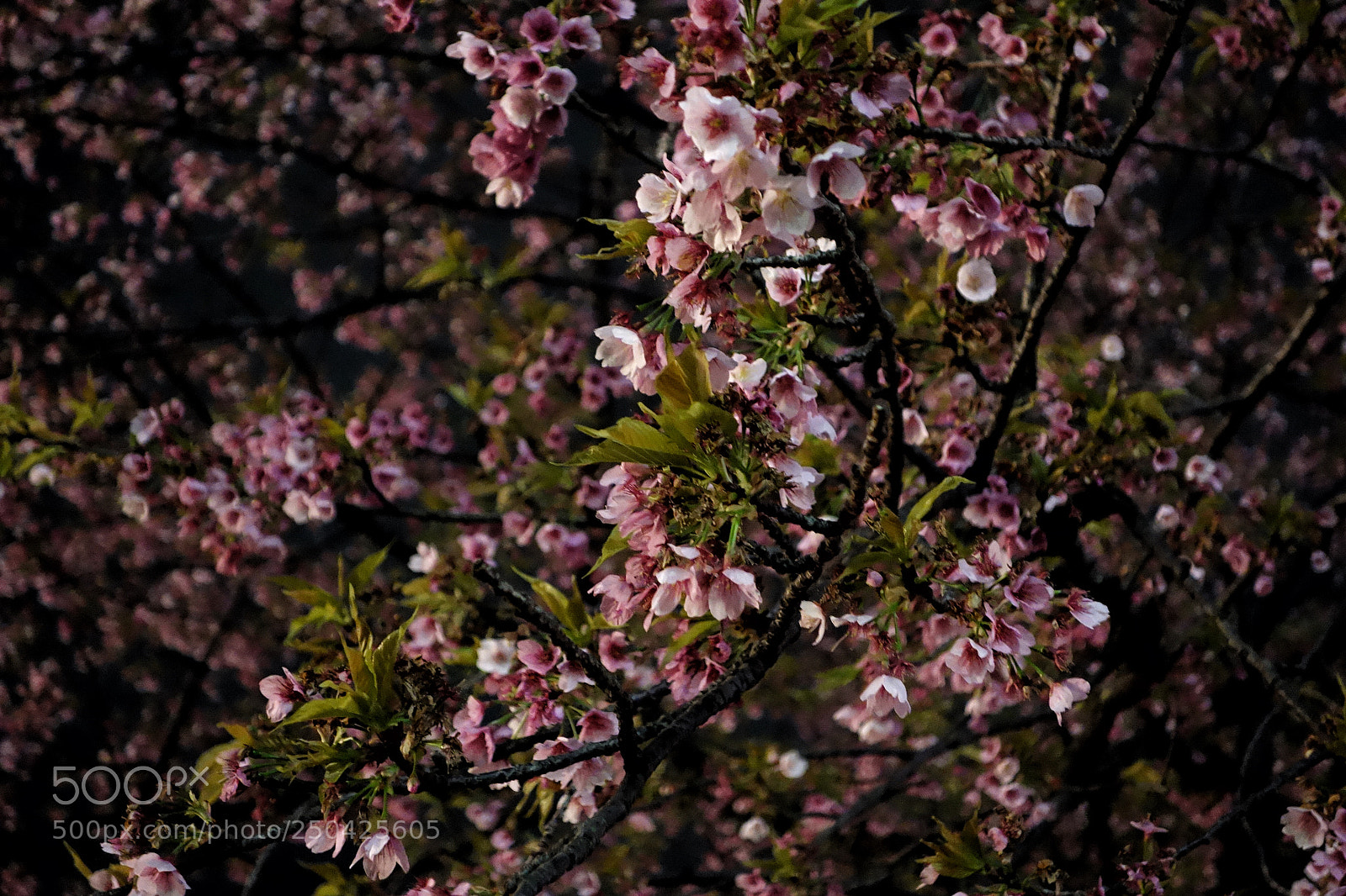 Sony Cyber-shot DSC-RX100 sample photo. 夜桜 photography