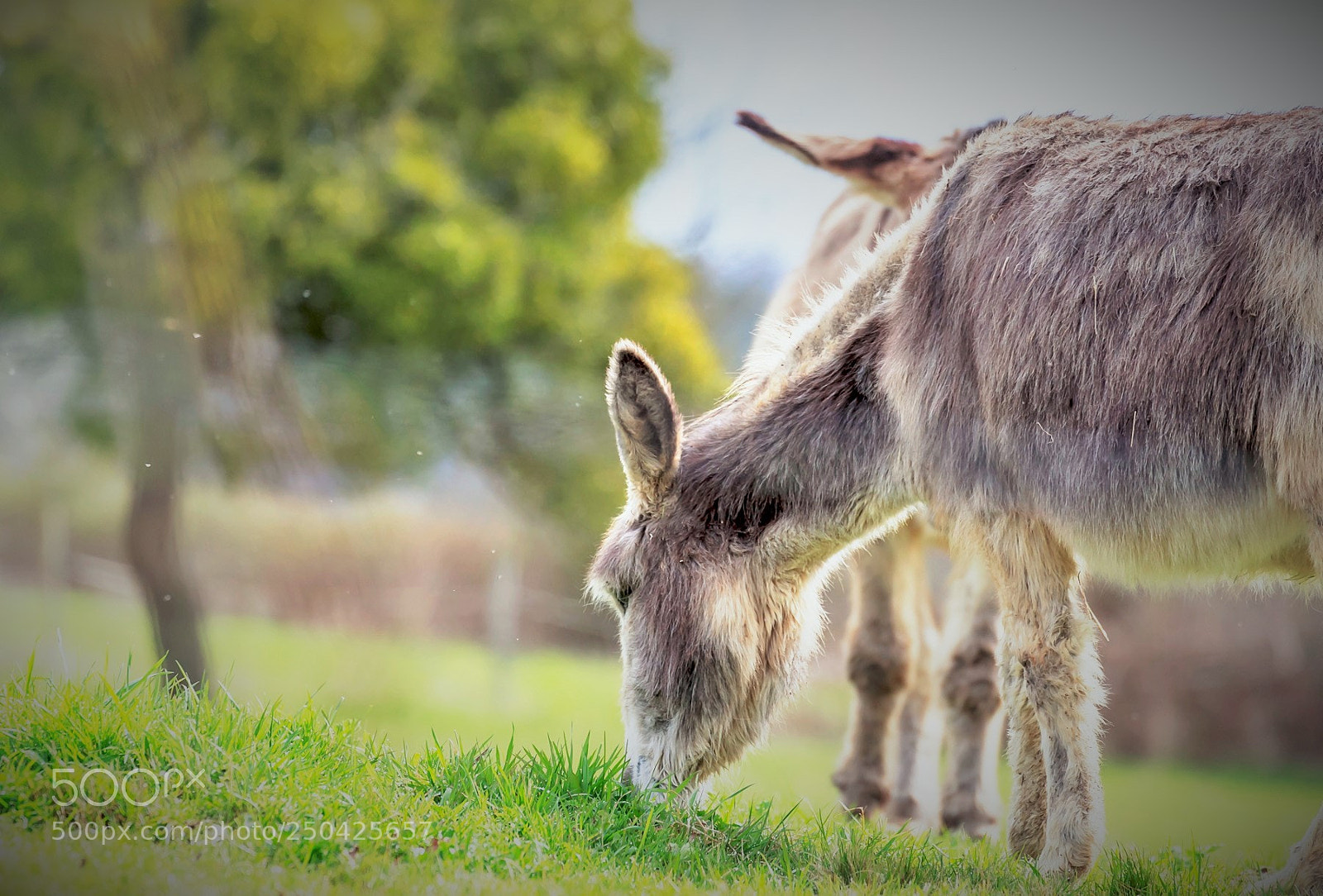 Canon EOS 60D sample photo. Tendre jardin ! photography