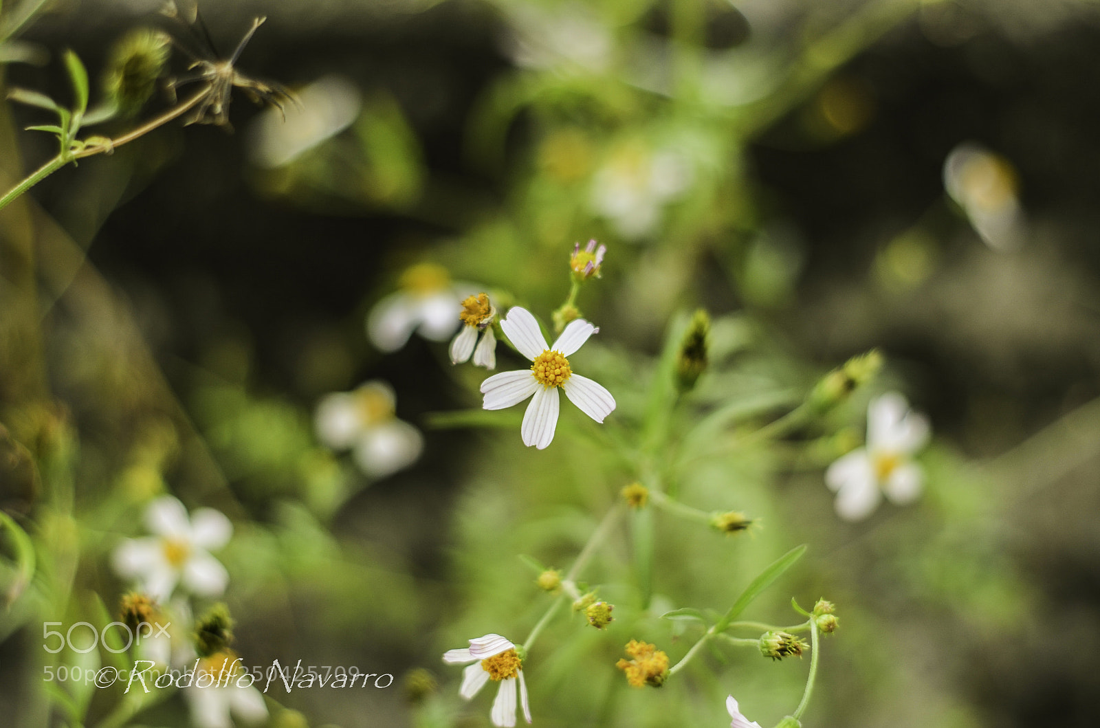 Nikon D5100 sample photo. Untitled photography