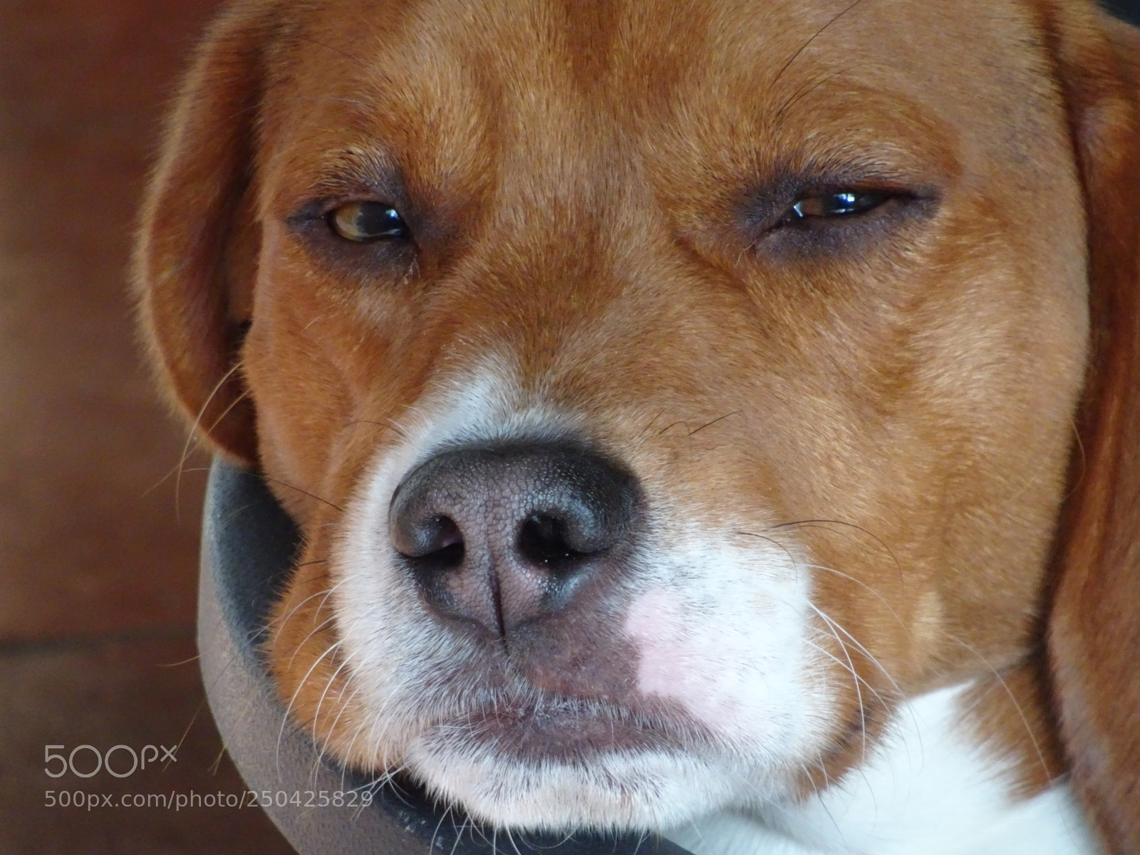Sony DSC-HX90 sample photo. Watch it beagle photography