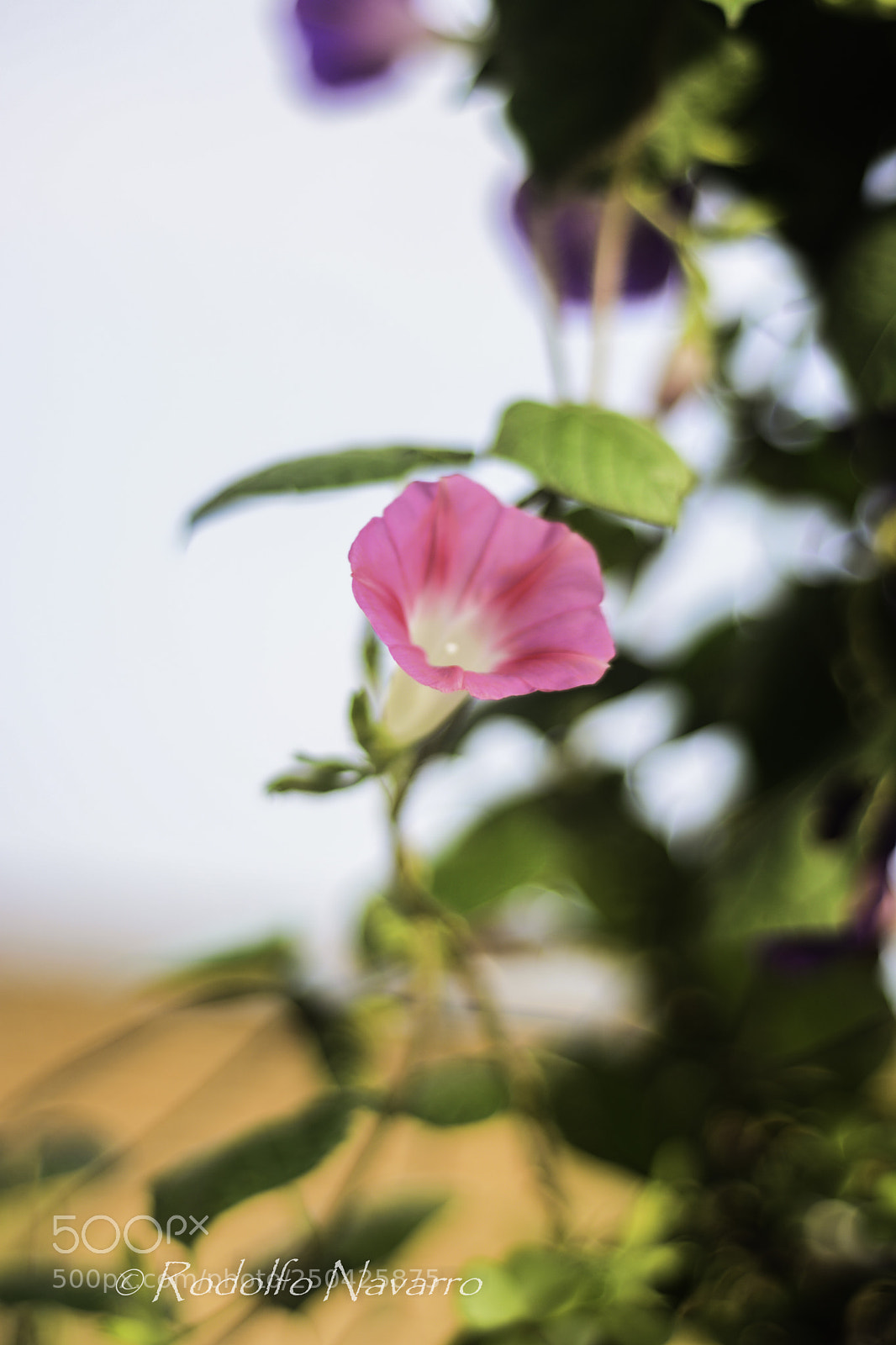 Nikon D7100 sample photo. Untitled photography