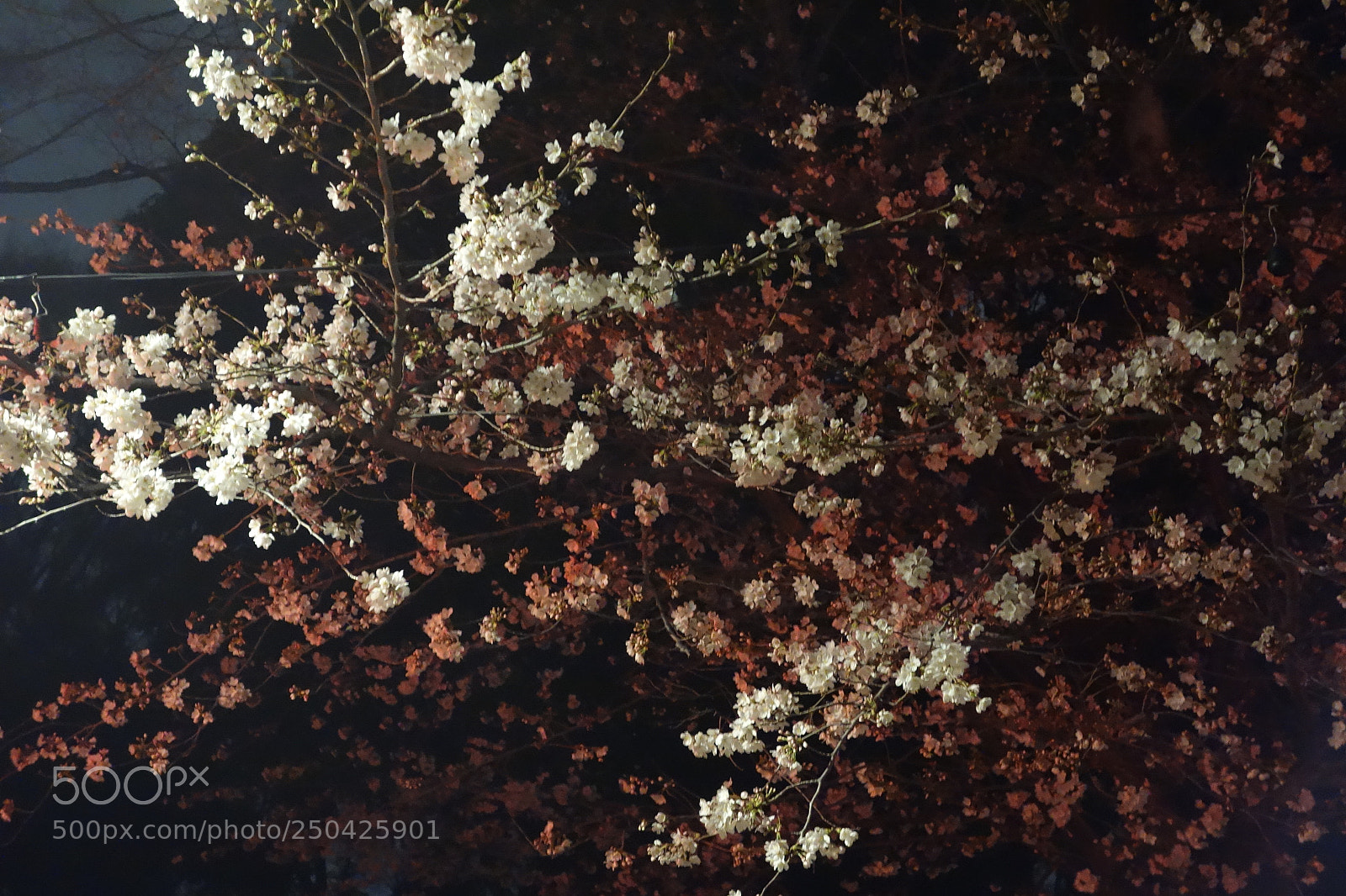Sony Cyber-shot DSC-RX100 sample photo. 夜桜 photography