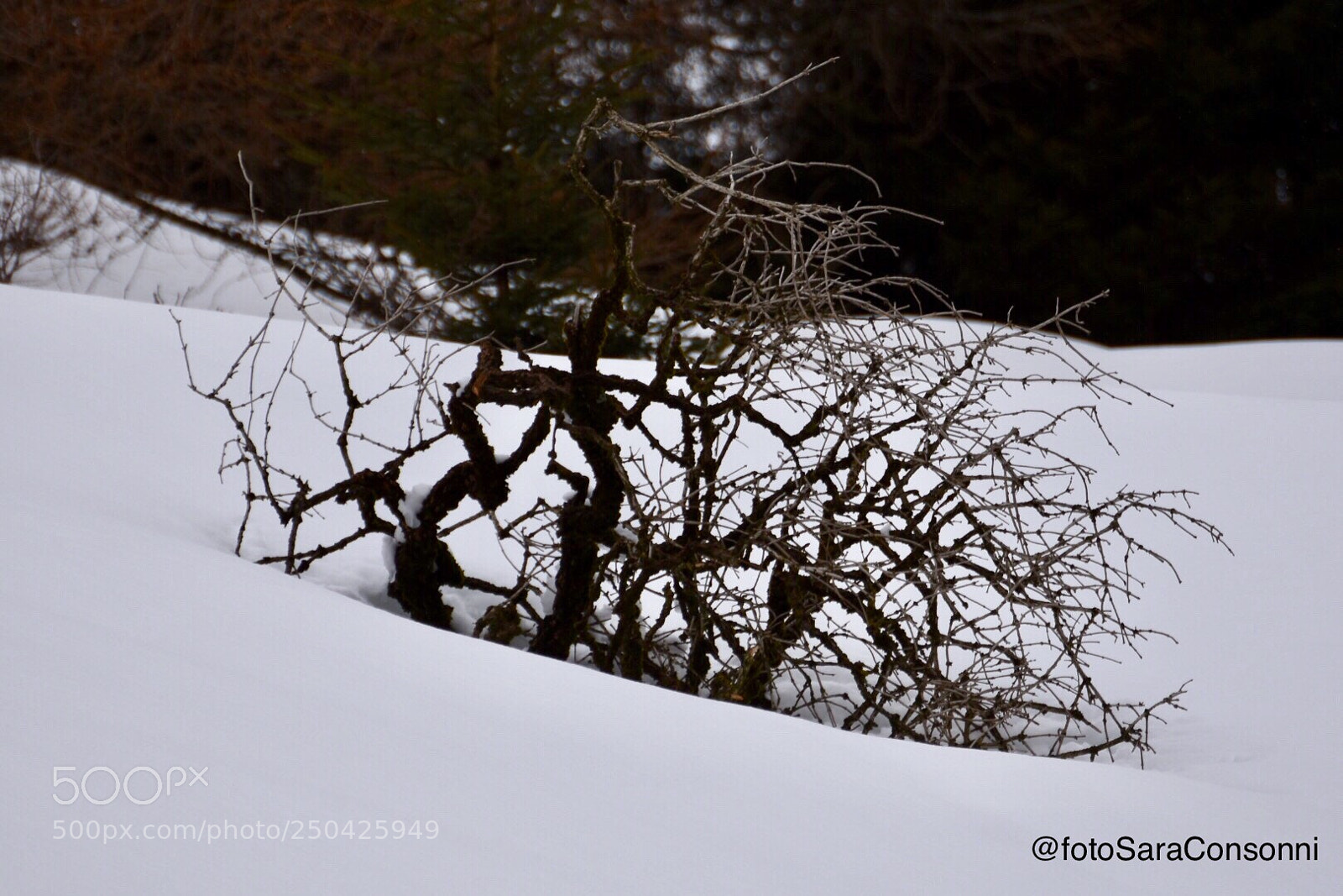 Nikon D7200 sample photo. Inverno photography