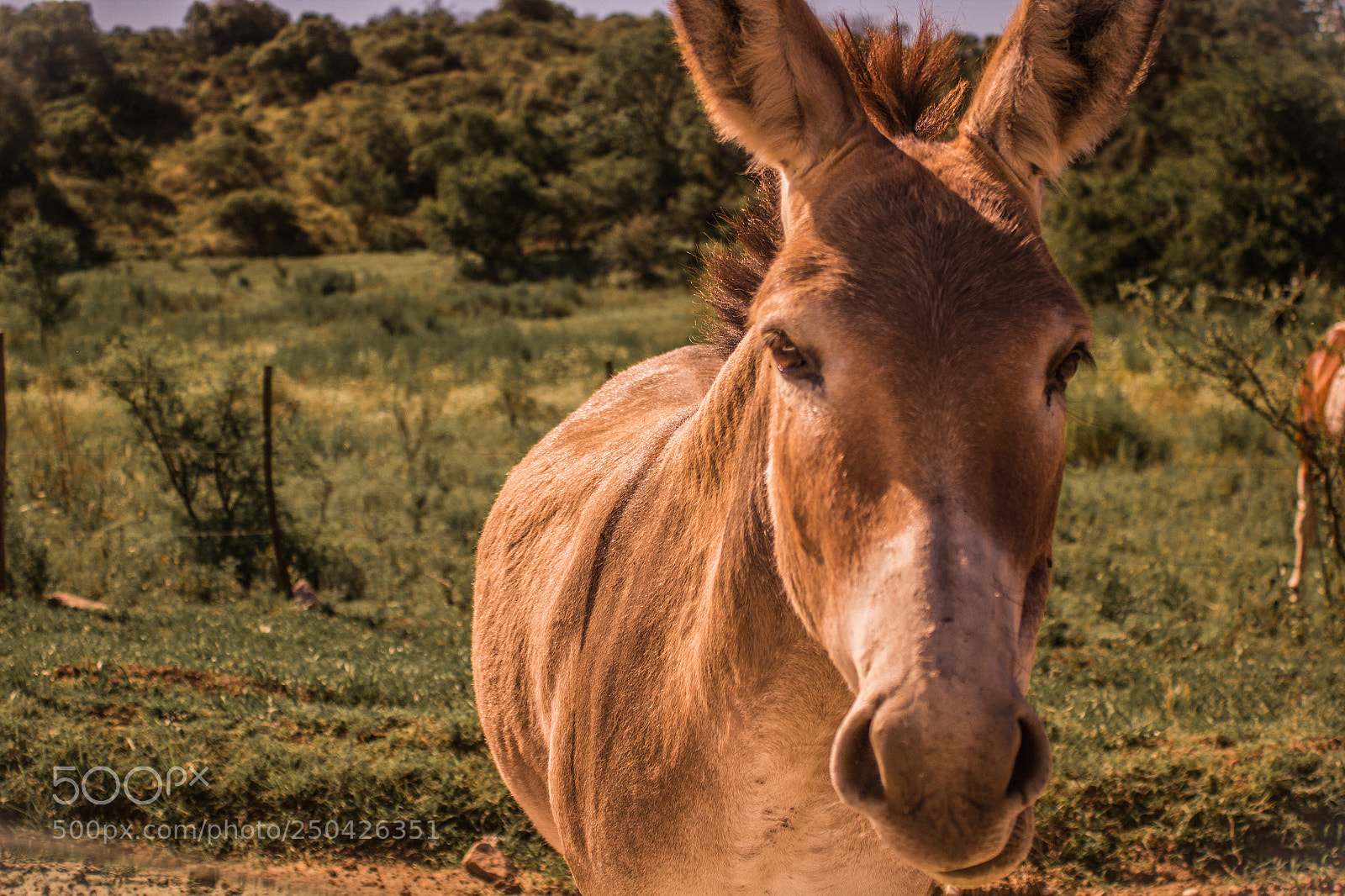 Canon EOS 1200D (EOS Rebel T5 / EOS Kiss X70 / EOS Hi) sample photo. Donkey photography