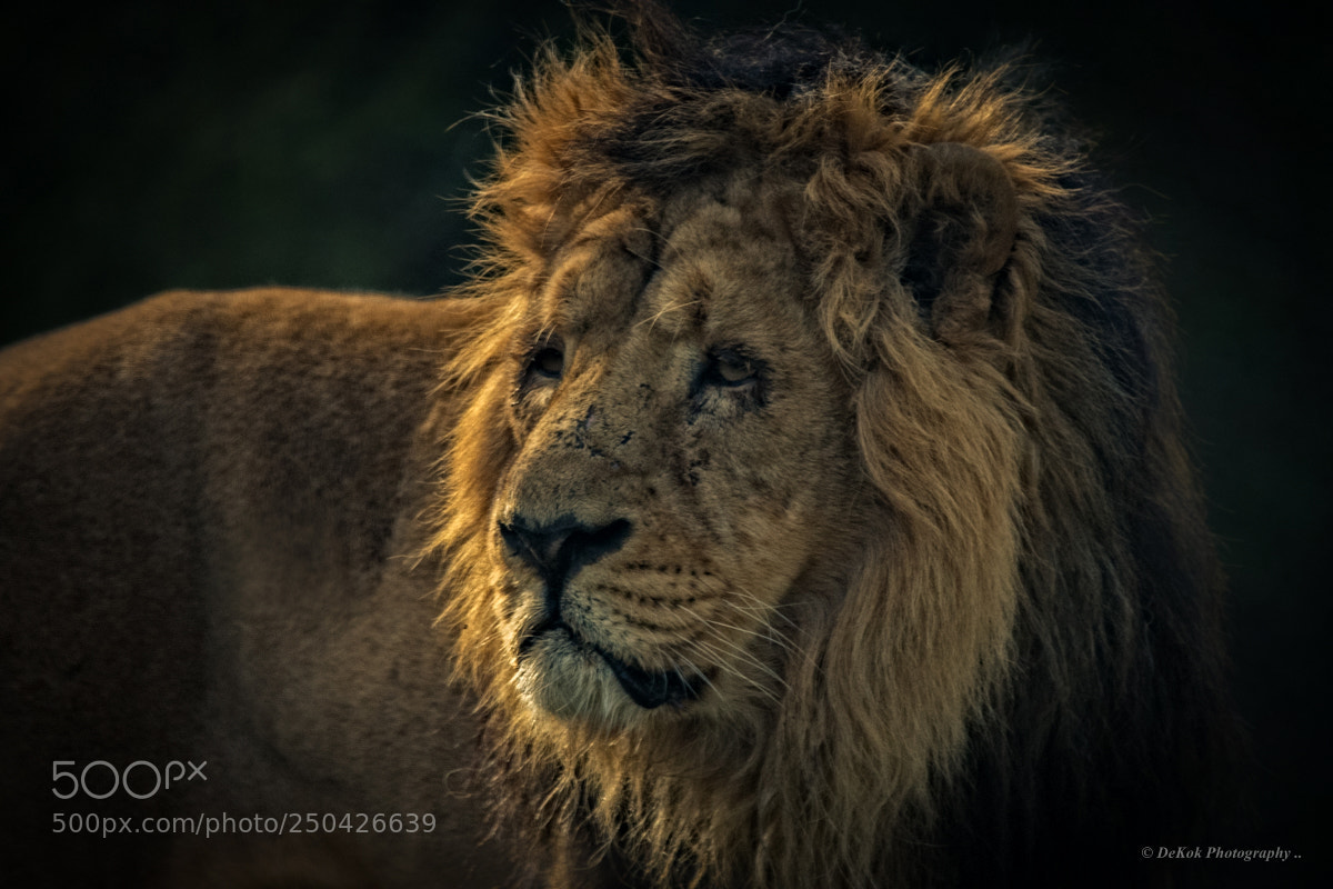 Nikon D500 sample photo. The king ... photography