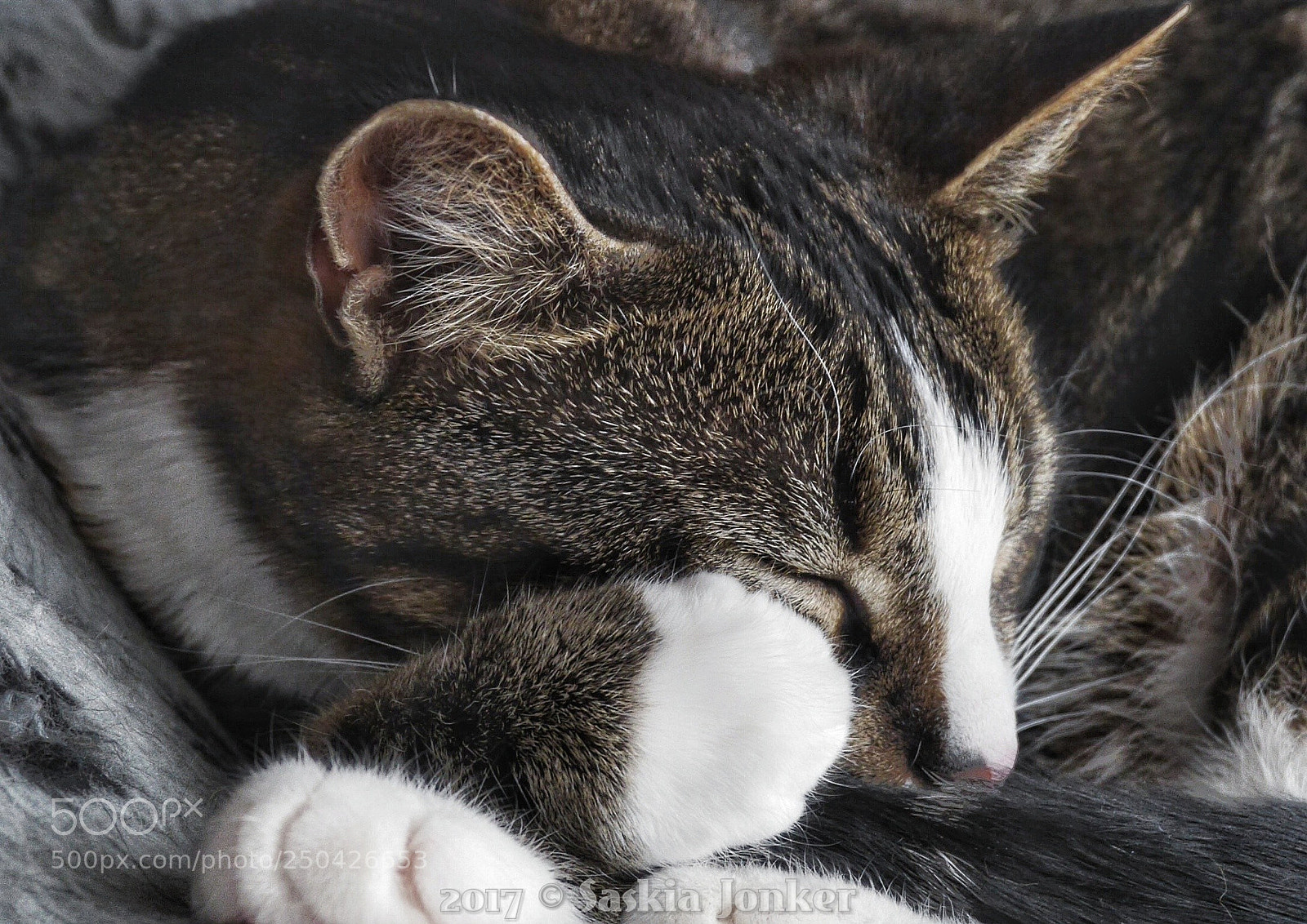 Panasonic Lumix DMC-GH3 sample photo. Close-up cat photography