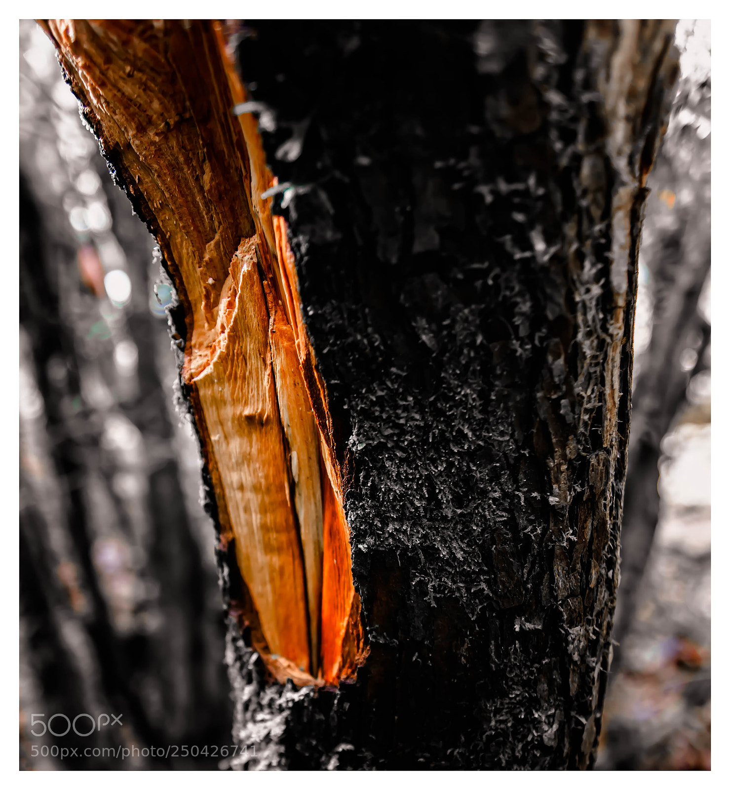 Nikon D7200 sample photo. Al descubierto. photography