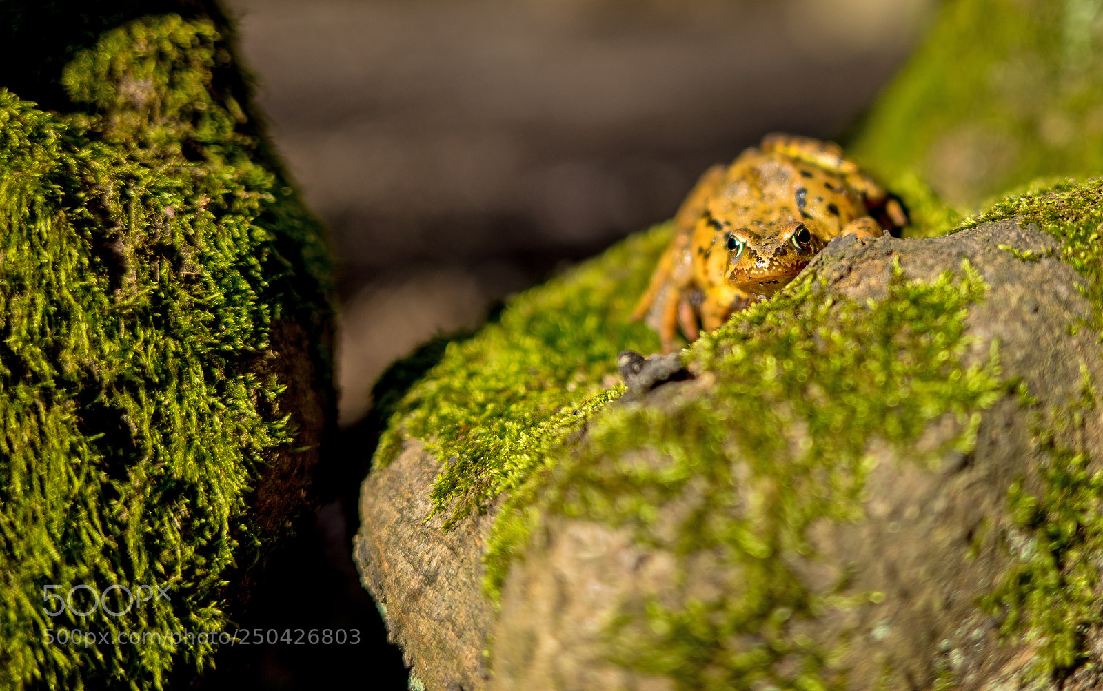 Sony a7R sample photo. Hide and seek photography