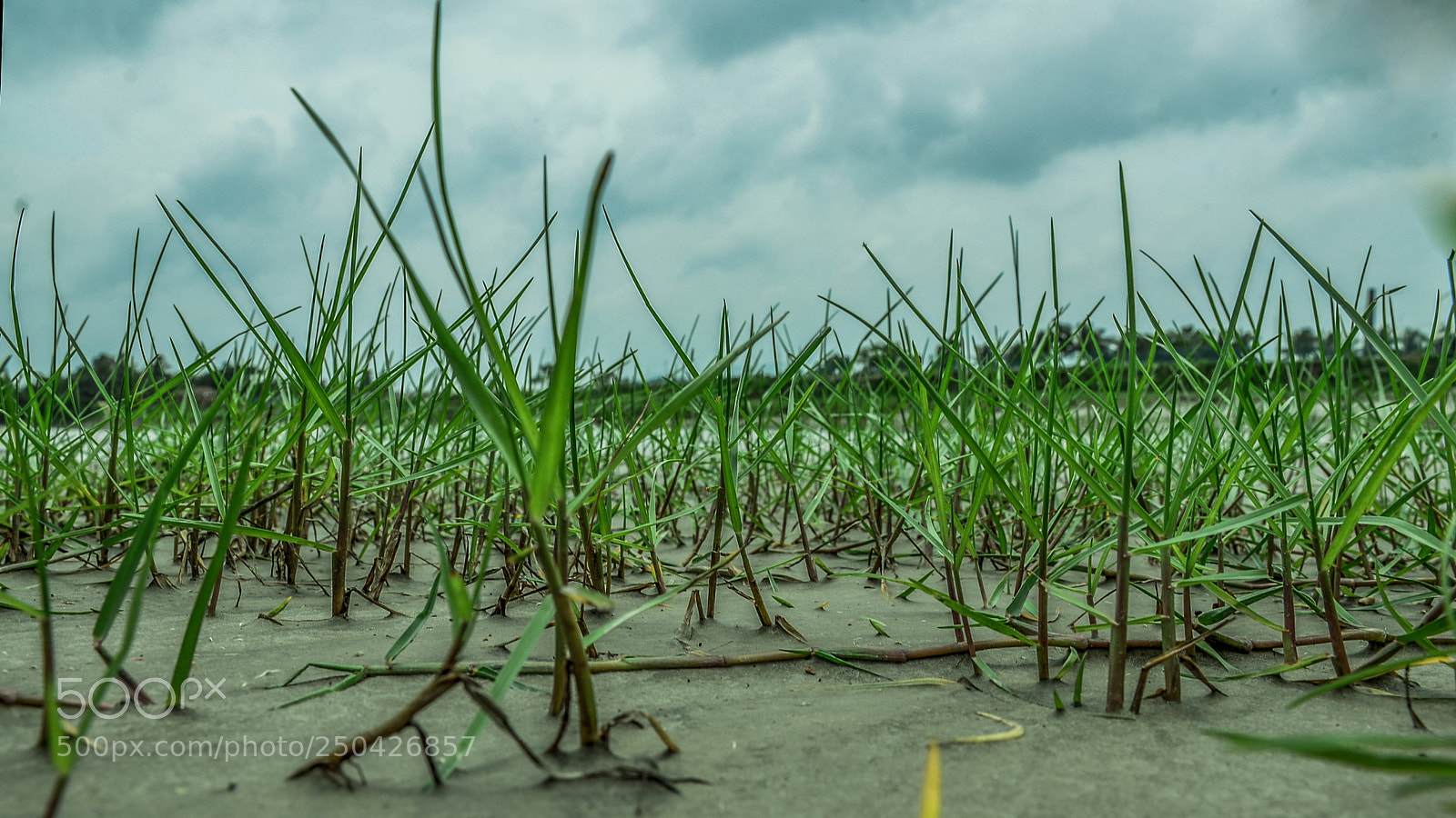 Nikon D7000 sample photo. Through grass photography