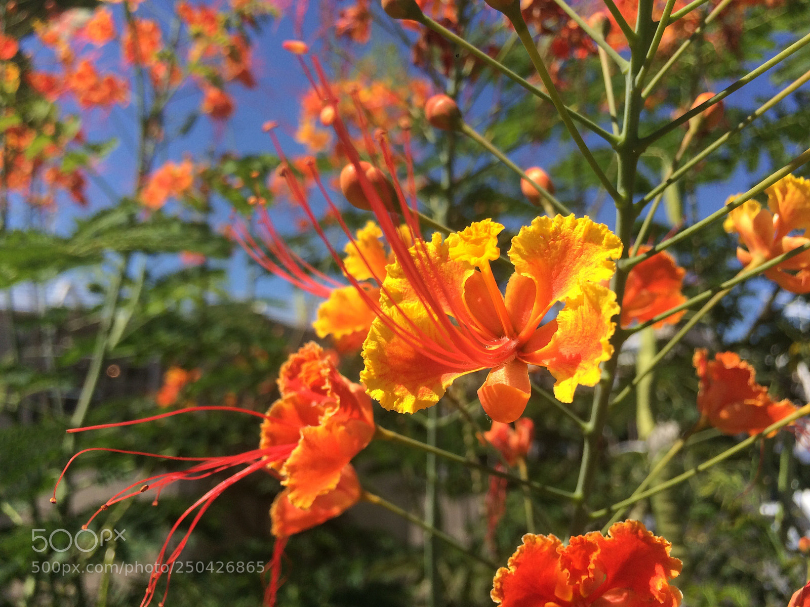 Apple iPhone 5s sample photo. Confuse flower photography