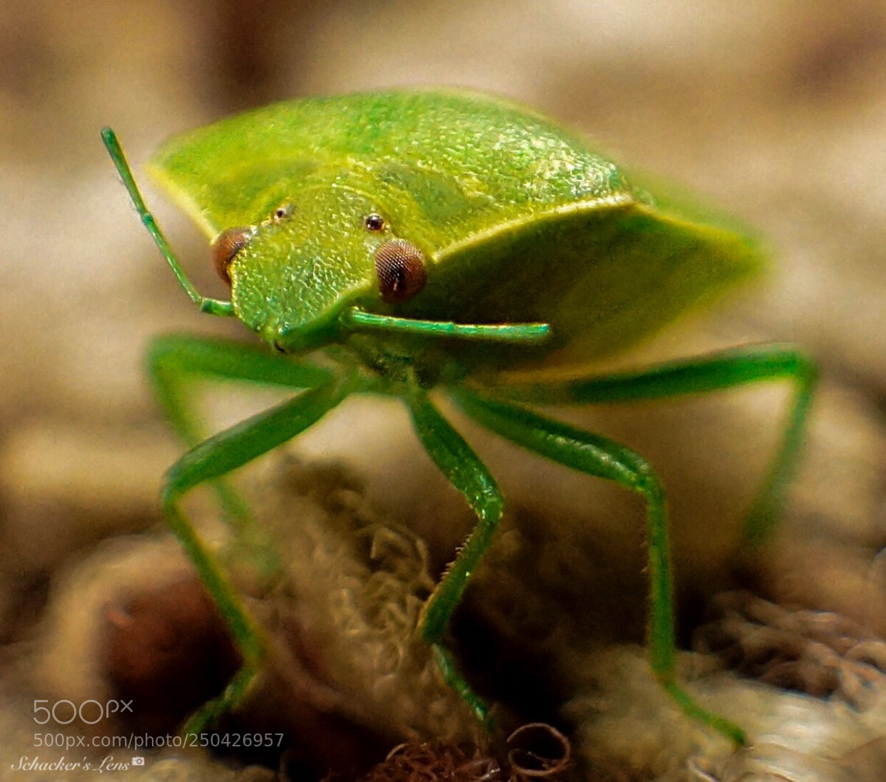 Sony SLT-A65 (SLT-A65V) sample photo. Green insect photography