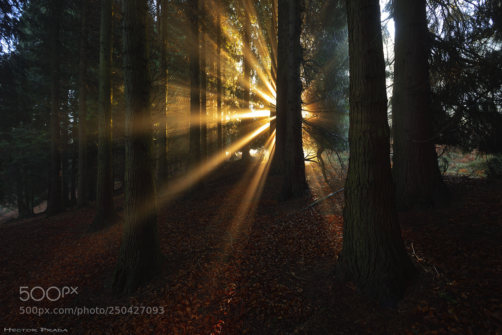 Nikon D610 sample photo. Lights in the darkness photography