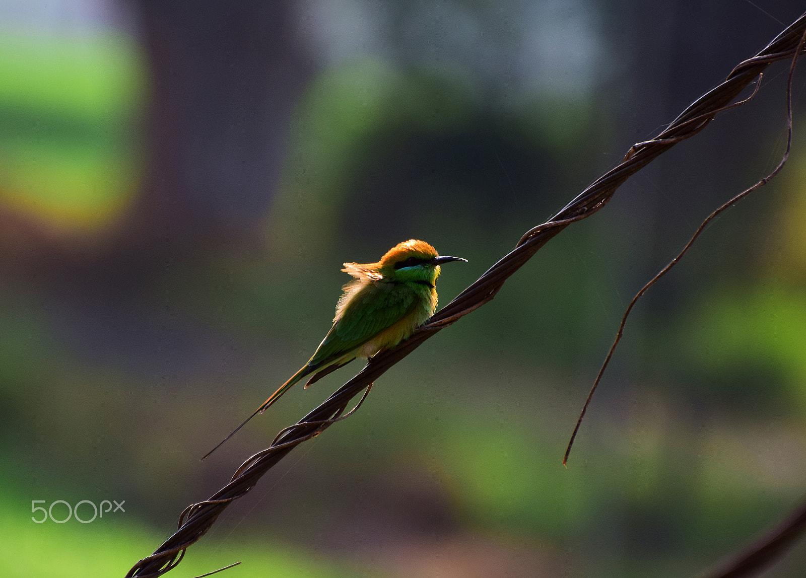 Nikon D5300 sample photo. Bee eater photography