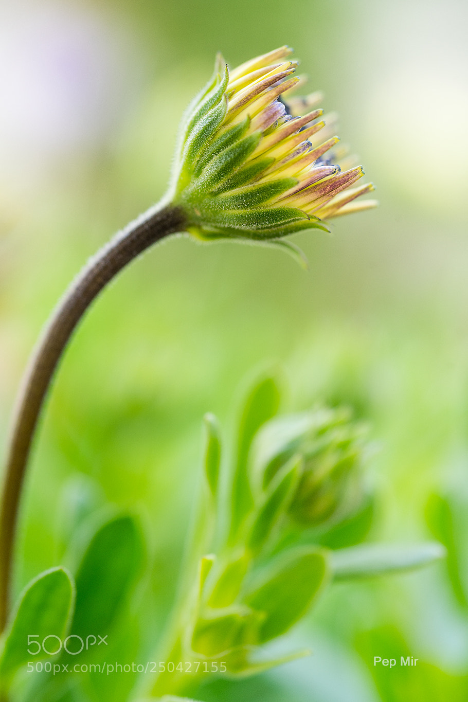 Sony a99 II sample photo. Margarita photography