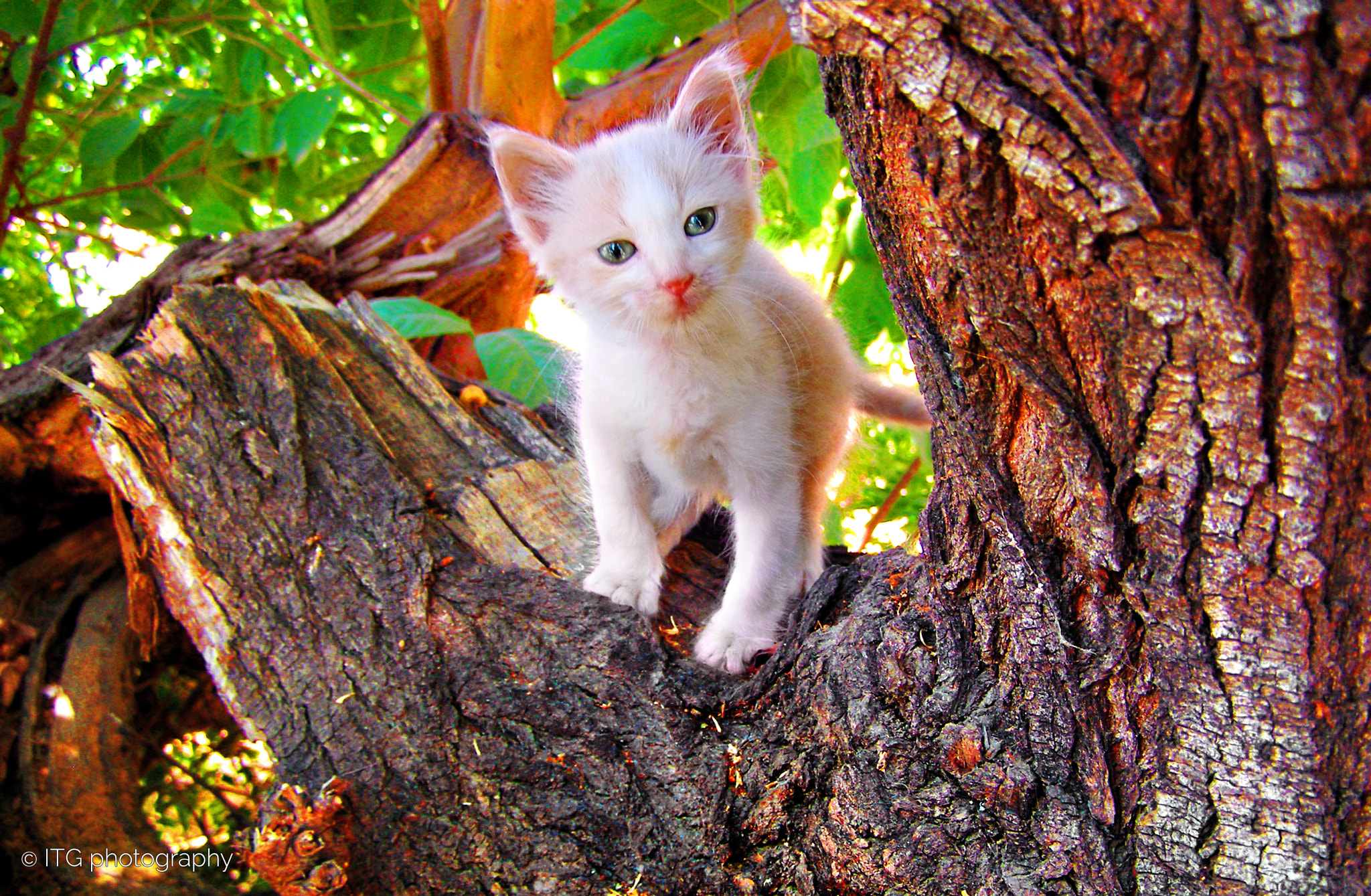 Olympus SP500UZ sample photo. Kitten up a tree photography