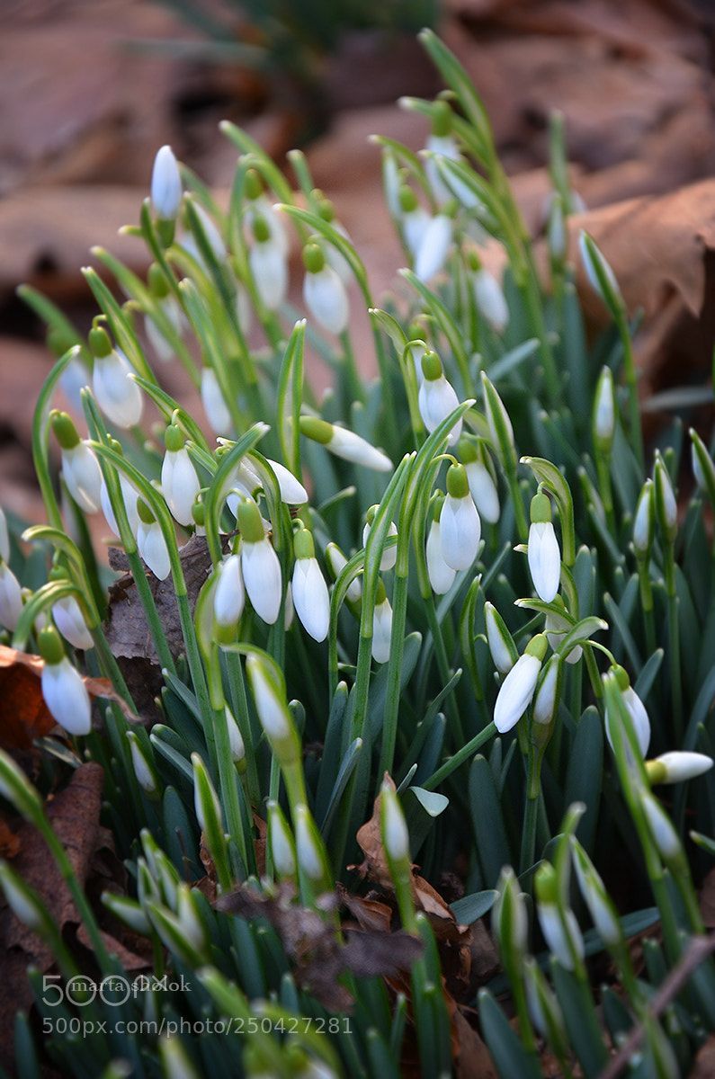 Nikon D7000 sample photo. Early spring. snowdrops photography
