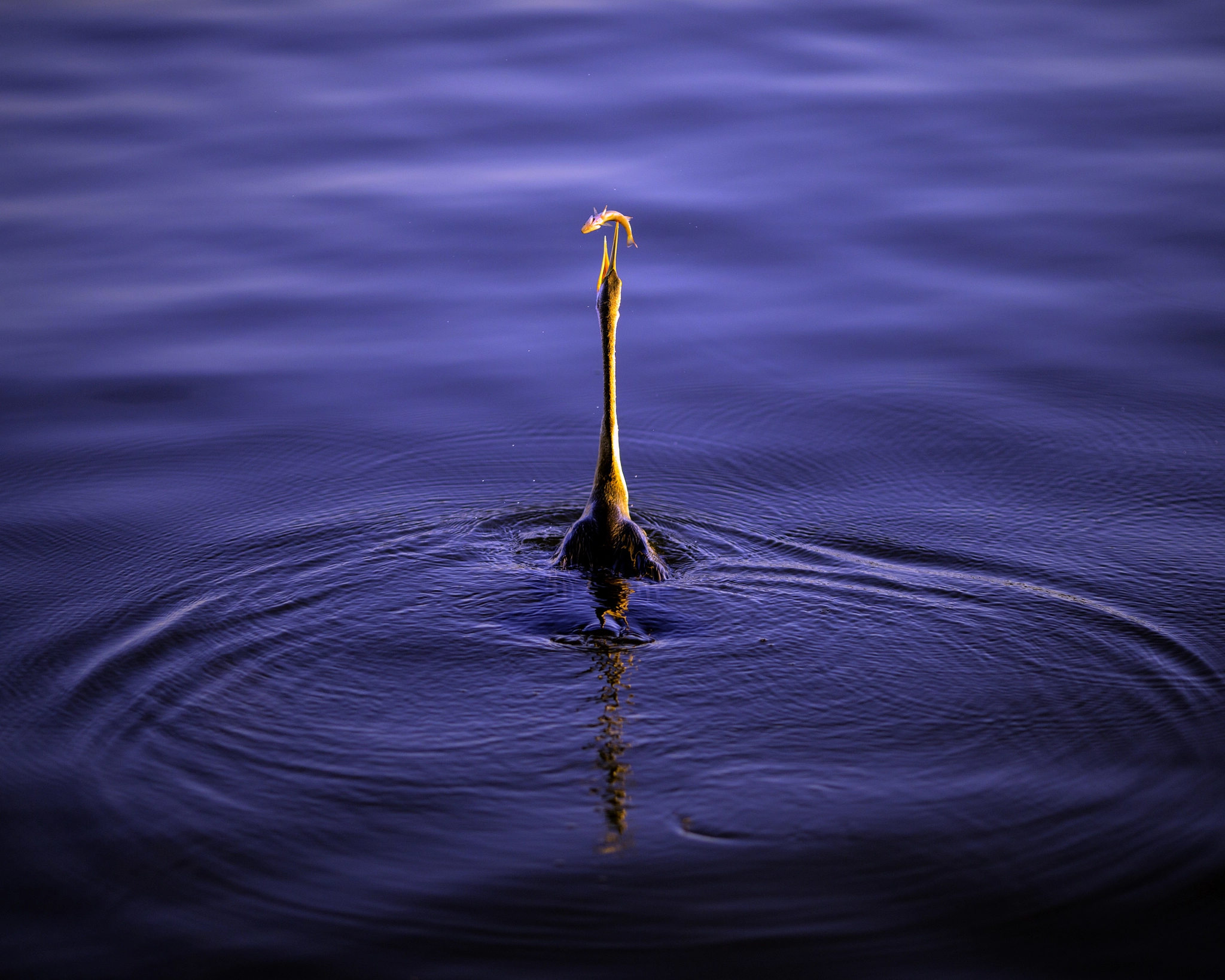 Canon EOS-1D C sample photo. White-faced heron fishing photography