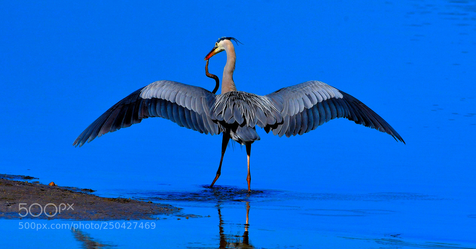 Nikon AF-S Nikkor 200-500mm F5.6E ED VR sample photo. Elegant catcher photography