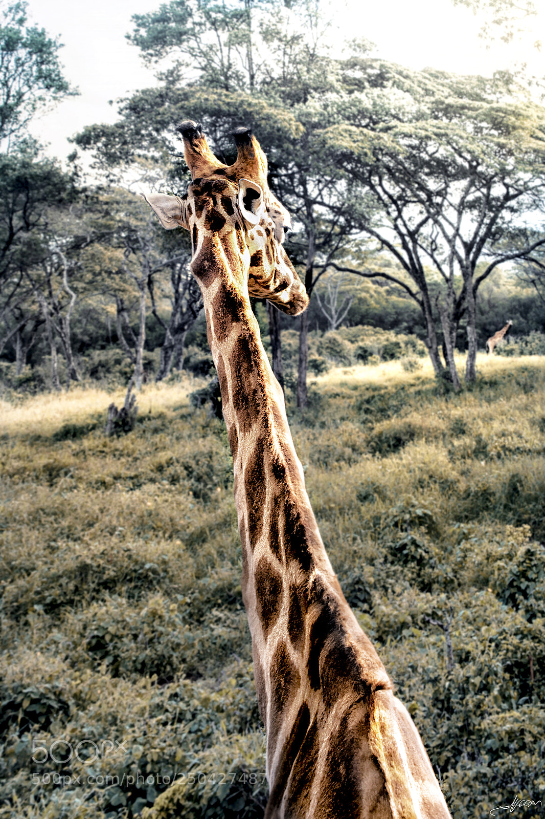 Nikon D3S sample photo. Giraffe's look photography