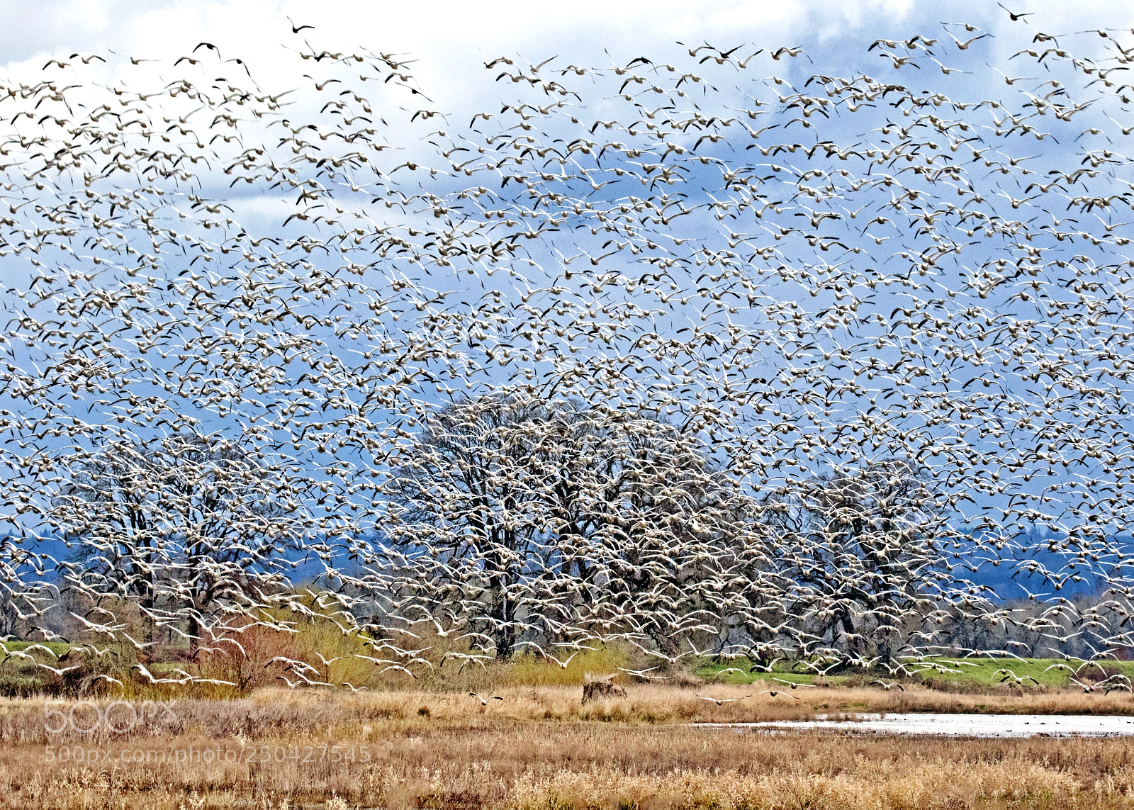 Canon EOS 7D Mark II sample photo. Snowing geese! photography