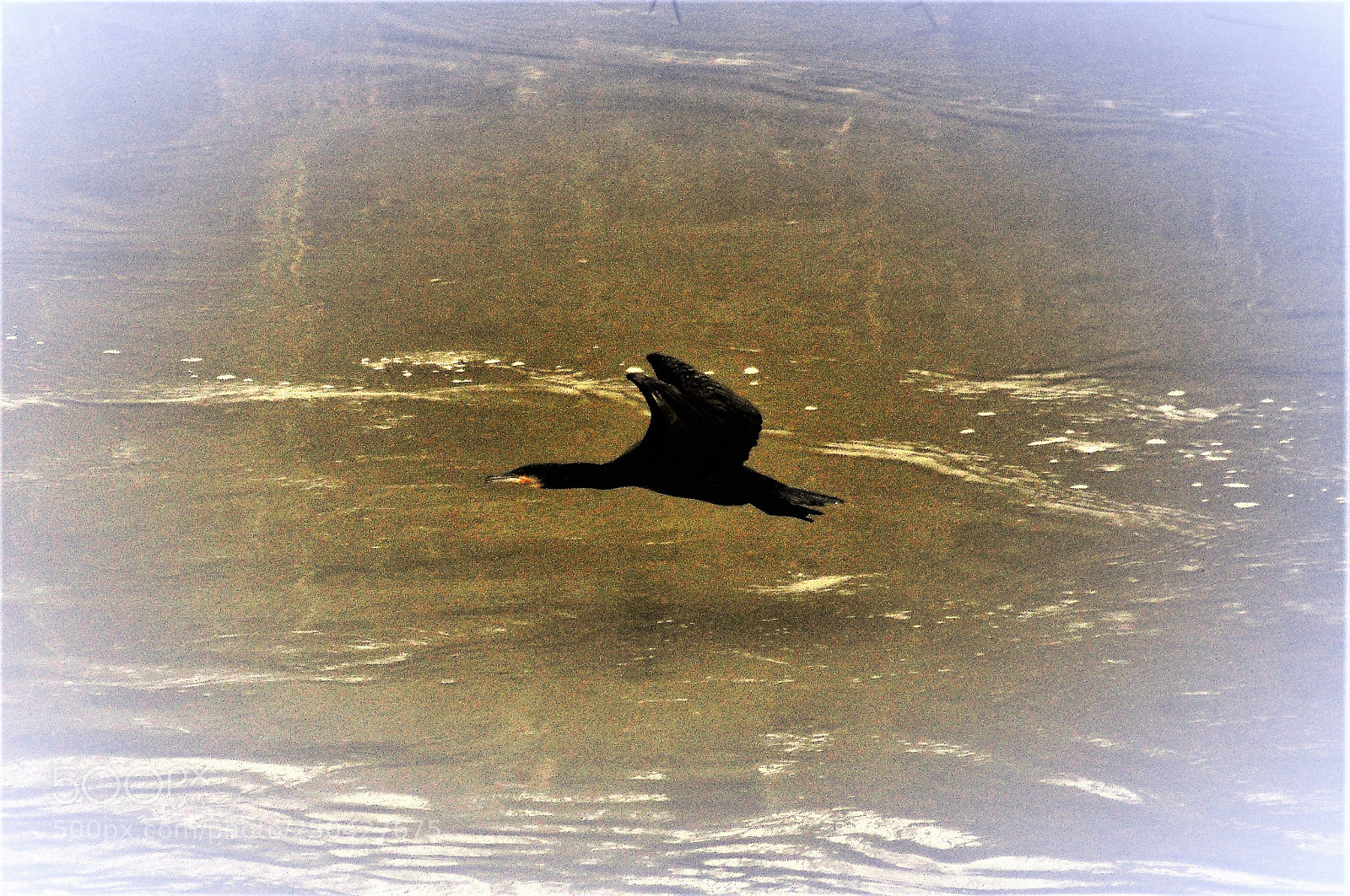 Nikon D5000 sample photo. 1 cormorano photography