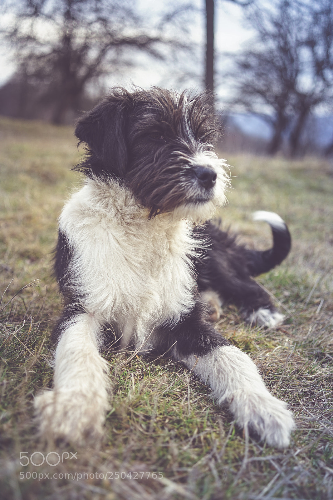 Sony a7 sample photo. Hunting dog photography