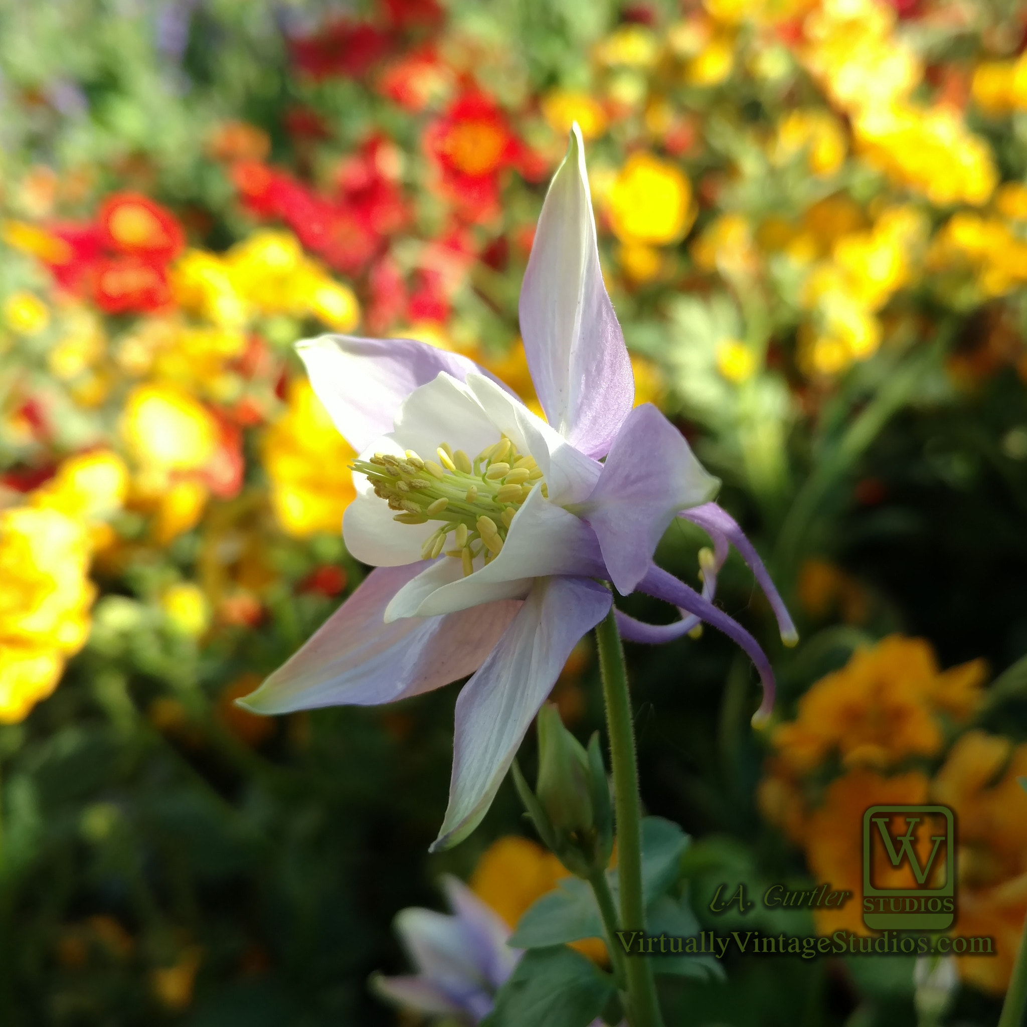 Motorola DROID Turbo 2 sample photo. Columbine in garden photography