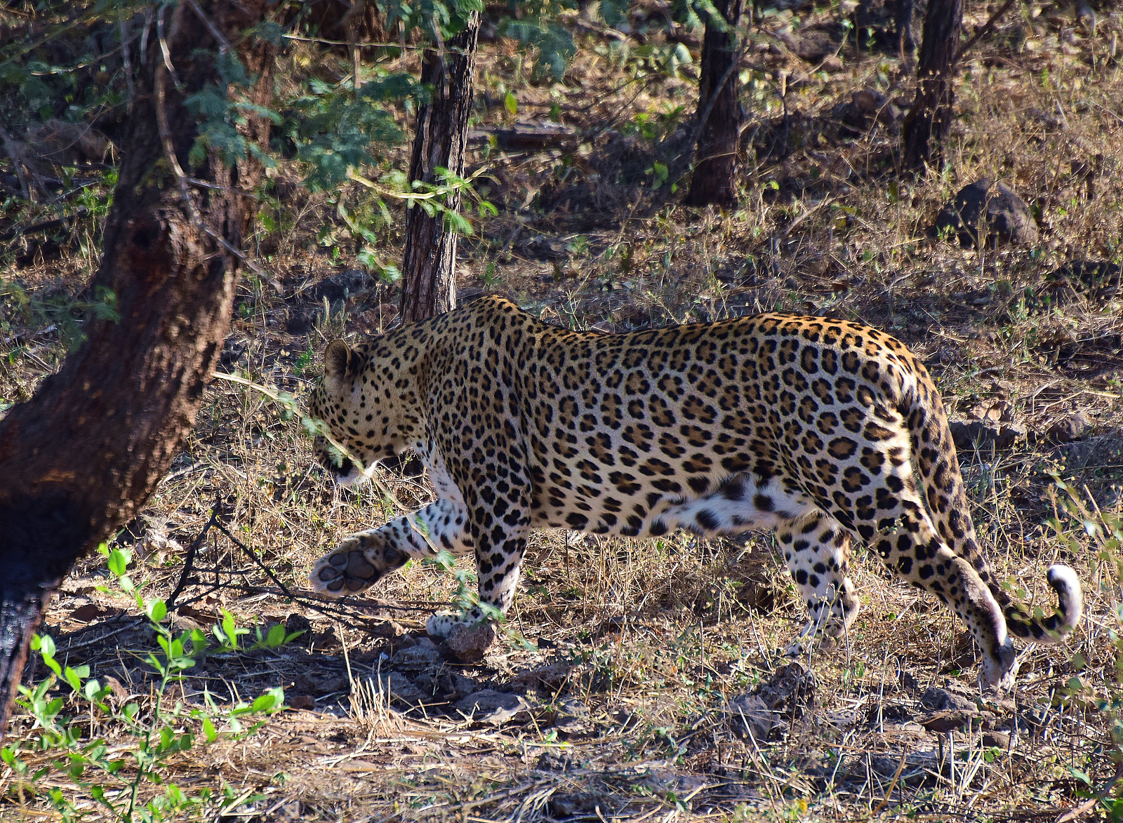 Nikon D5300 sample photo. Id - leopard @ sasan gir india. photography