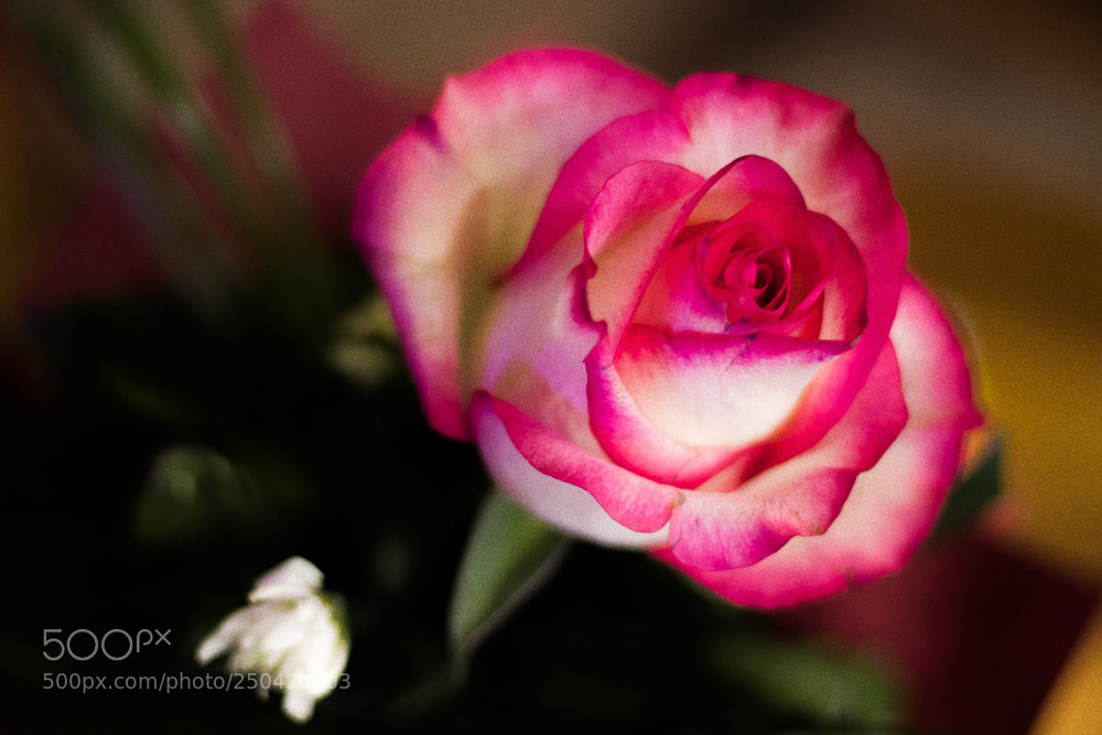 Canon EOS 80D sample photo. Rose photography