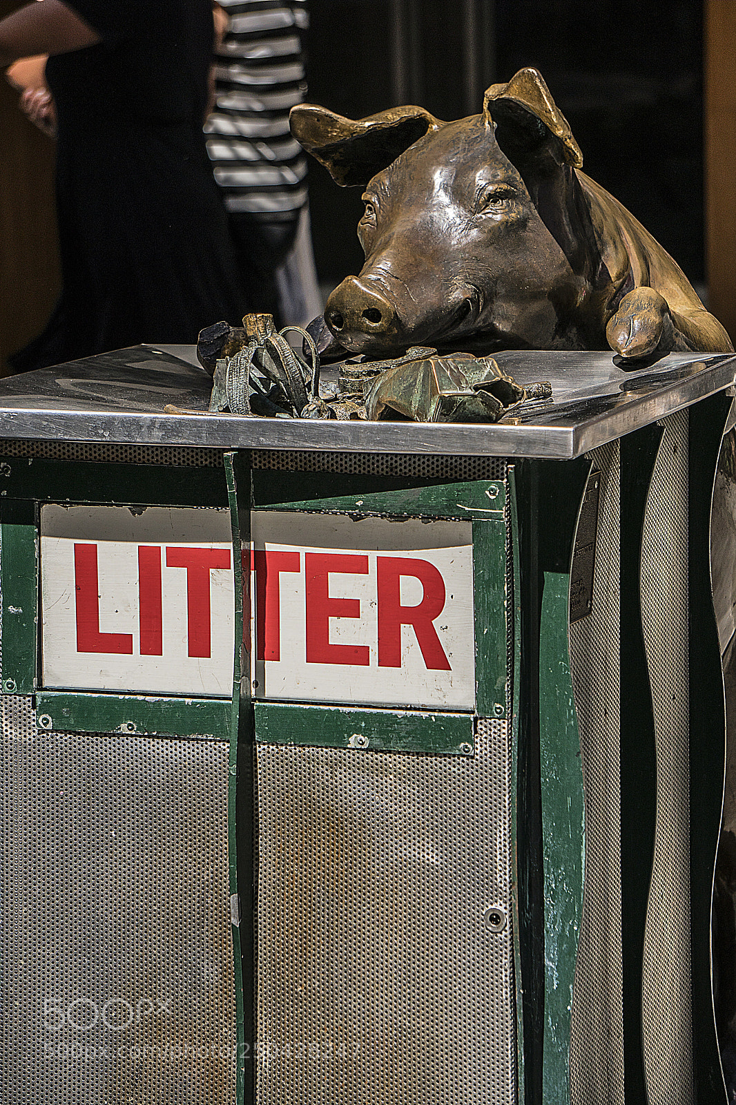Sony a6500 sample photo. Piggy litter photography