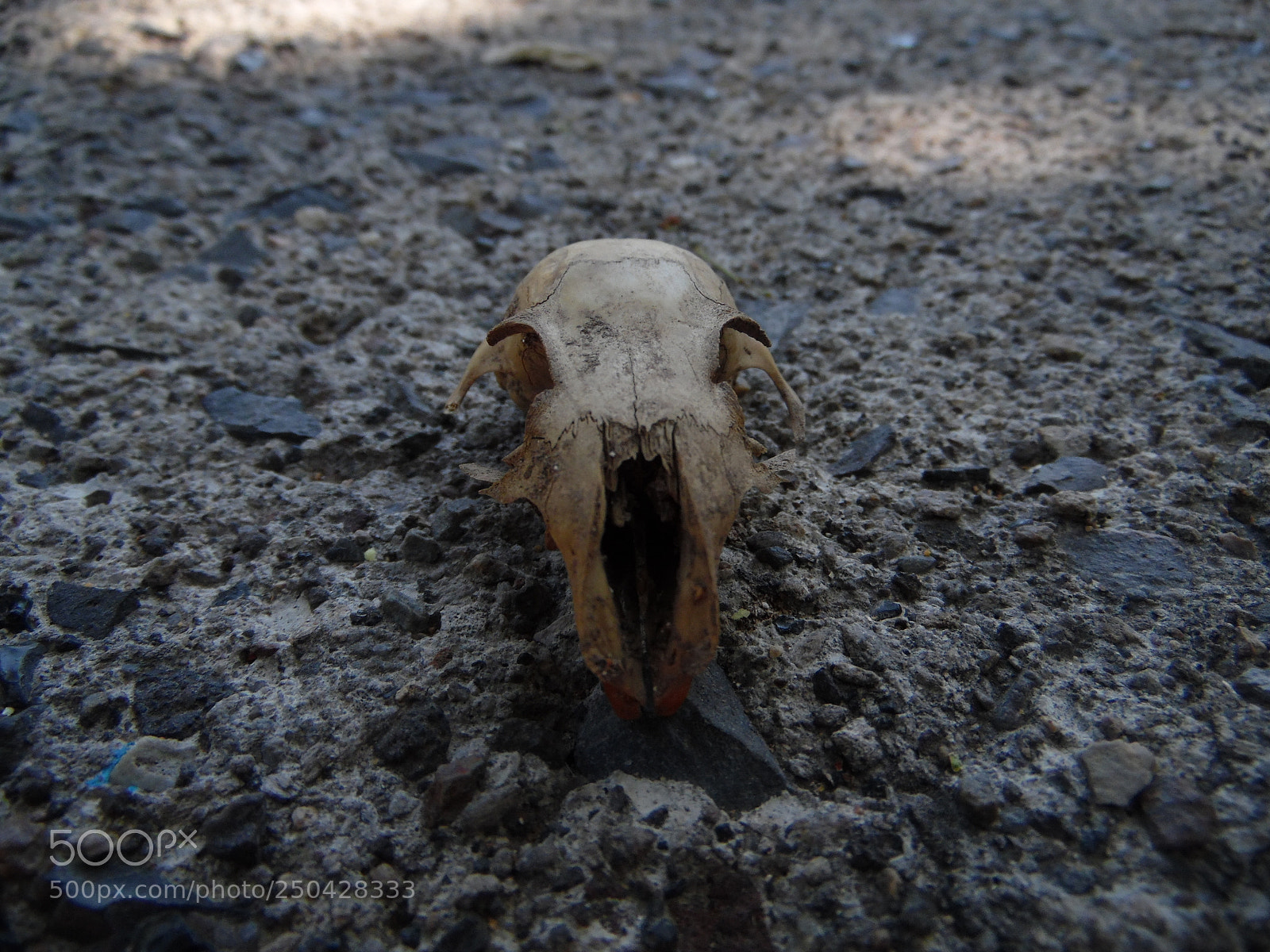 Samsung WB1100F/WB1101F/WB1102F sample photo. "craneo de ardilla" photography