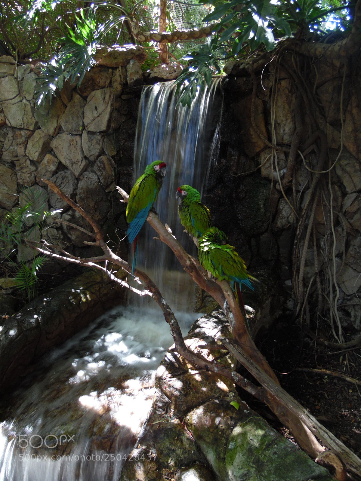 Samsung WB1100F/WB1101F/WB1102F sample photo. "guacamayo militar" photography