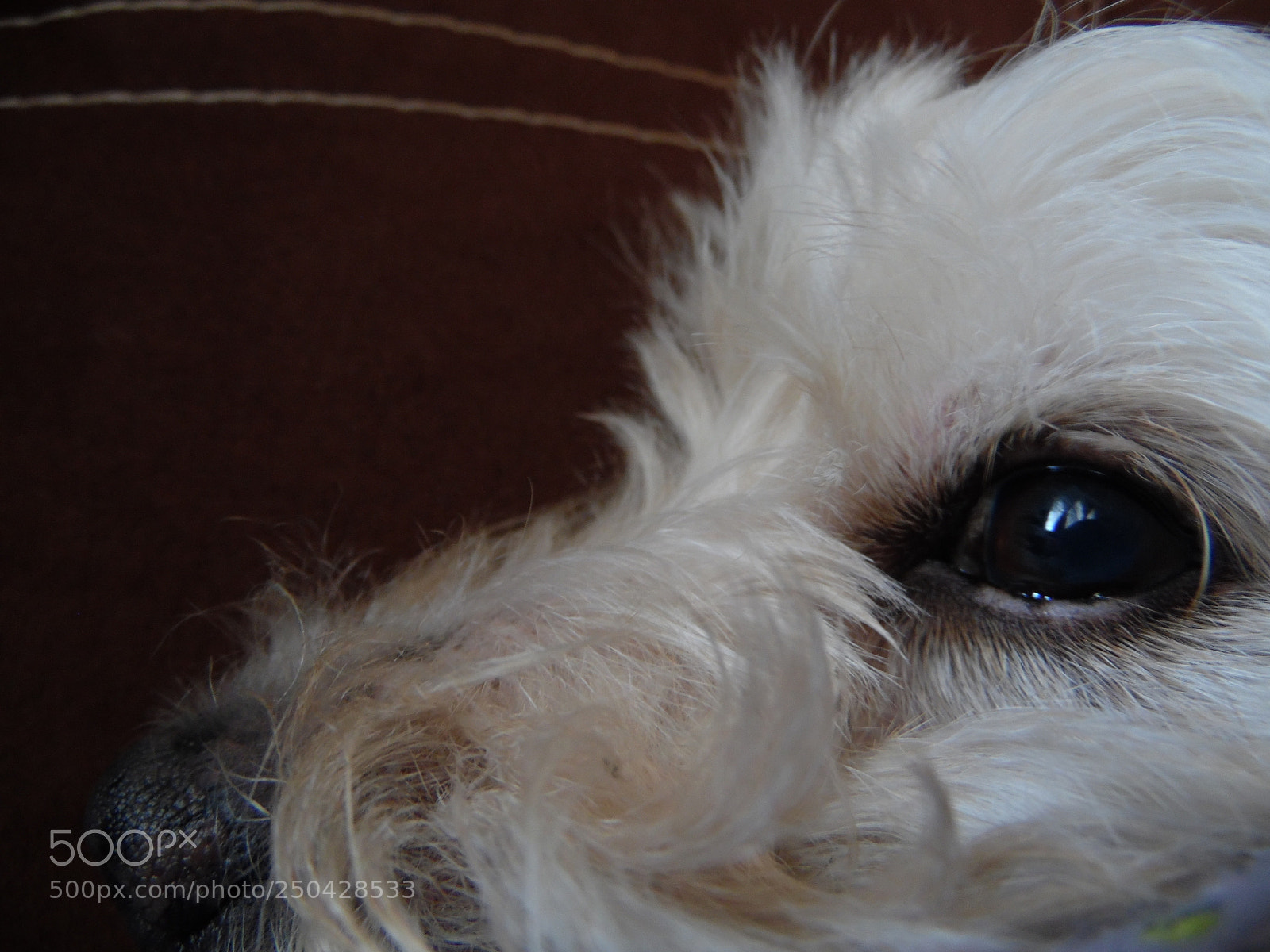 Samsung WB1100F/WB1101F/WB1102F sample photo. "chucho" photography