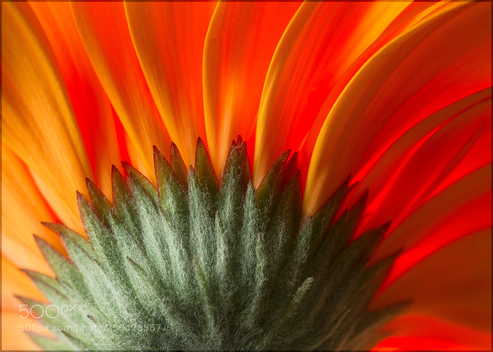 Nikon D600 sample photo. Gerbera photography