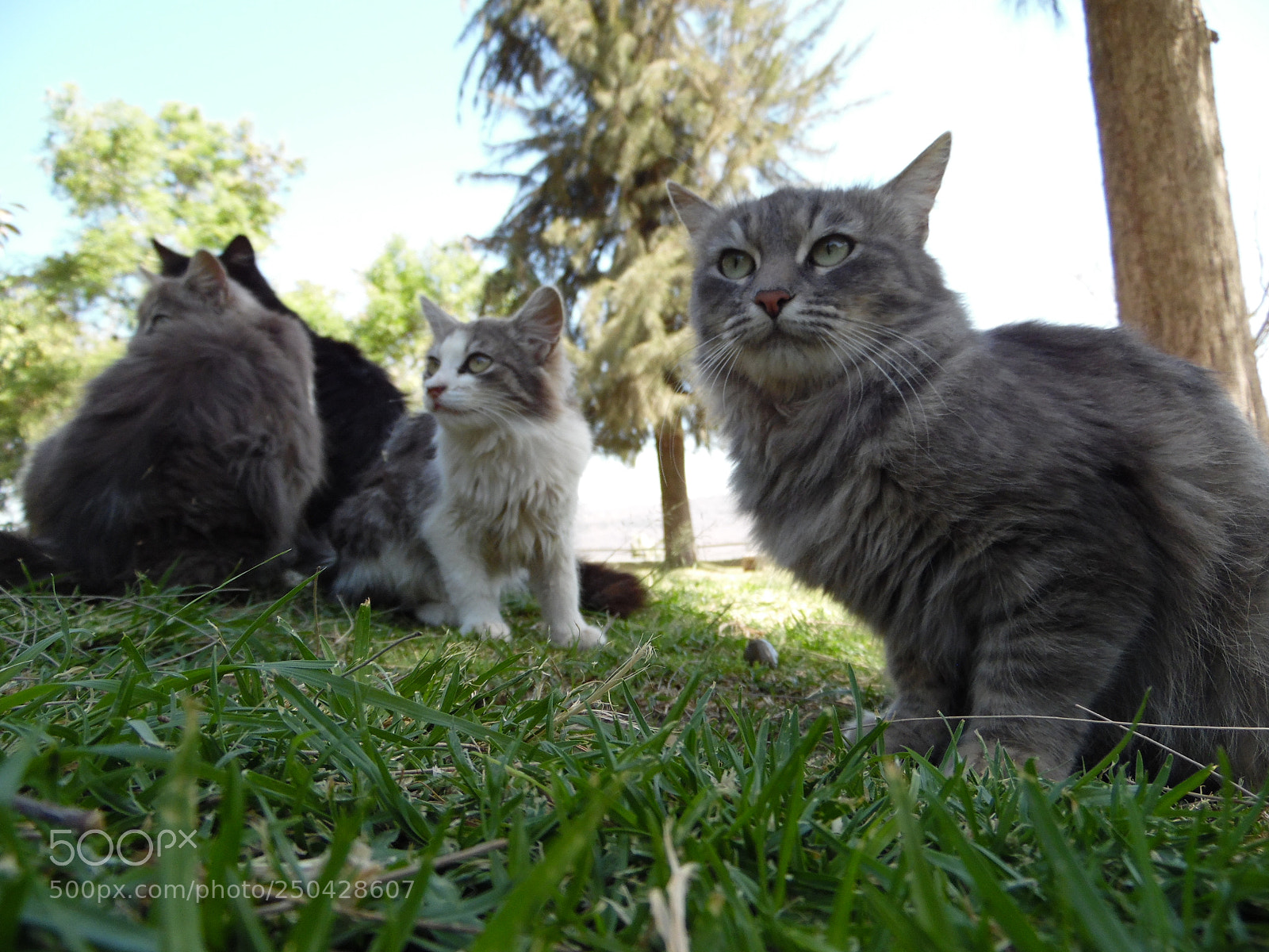 Samsung WB1100F/WB1101F/WB1102F sample photo. "compañia felina" photography