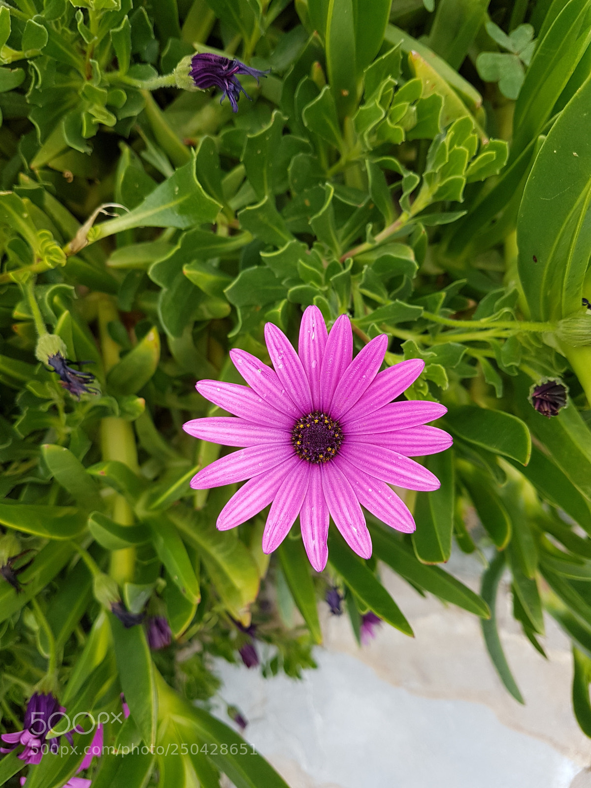 Samsung Galaxy S7 sample photo. Flower photography