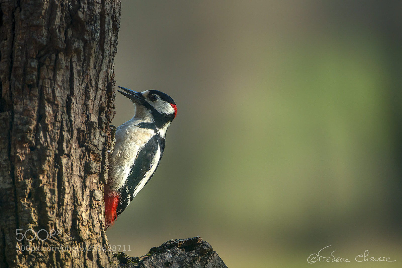Nikon D800E sample photo. Dendrocopos major photography