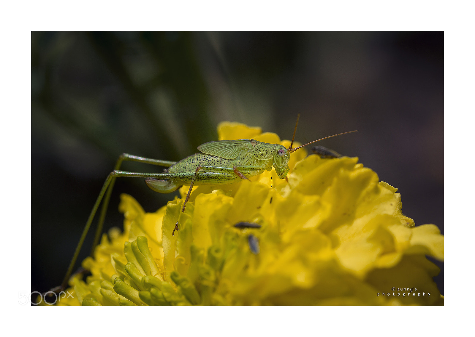 Nikon D800 sample photo. Up close with the photography