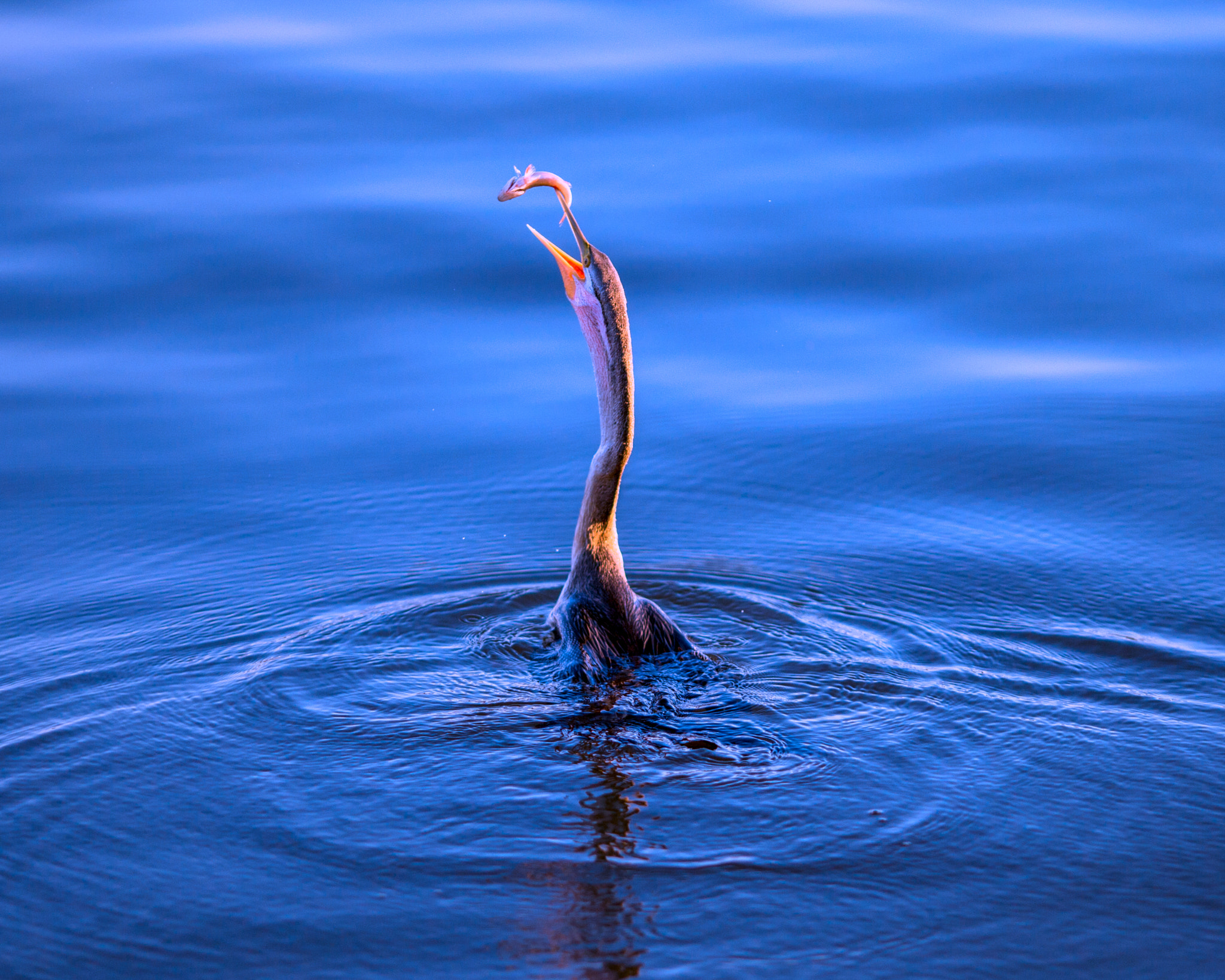 Canon EOS-1D C sample photo. White-faced heron fishing photography