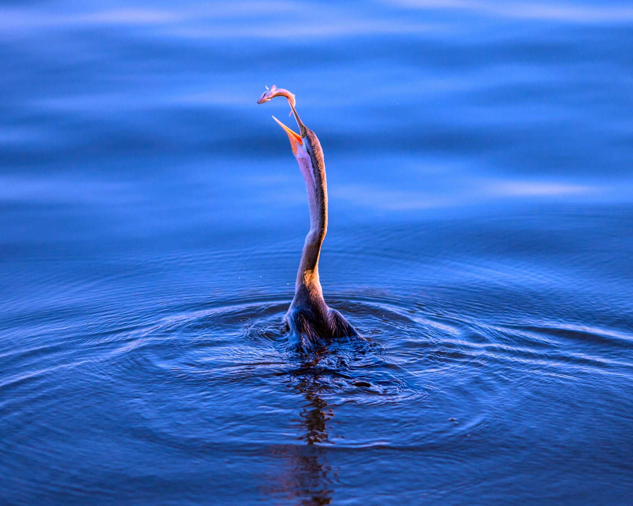 Canon EOS-1D C sample photo. White-faced heron fishing photography