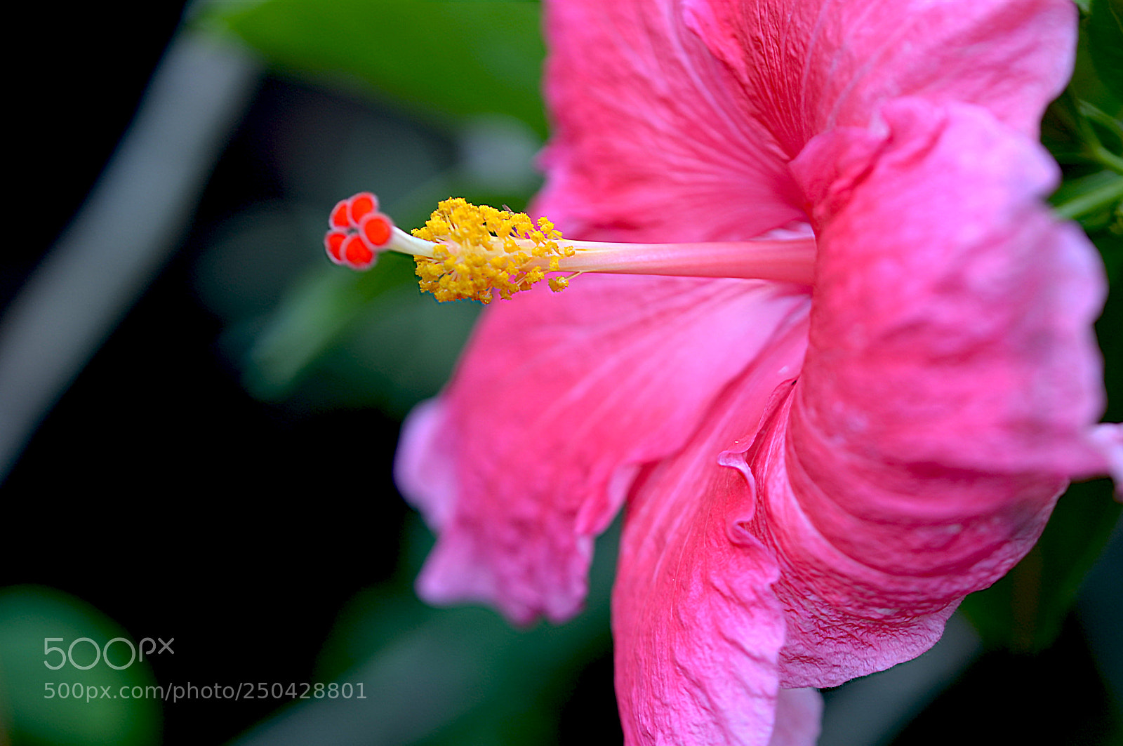 Nikon D5100 sample photo. Flower photography