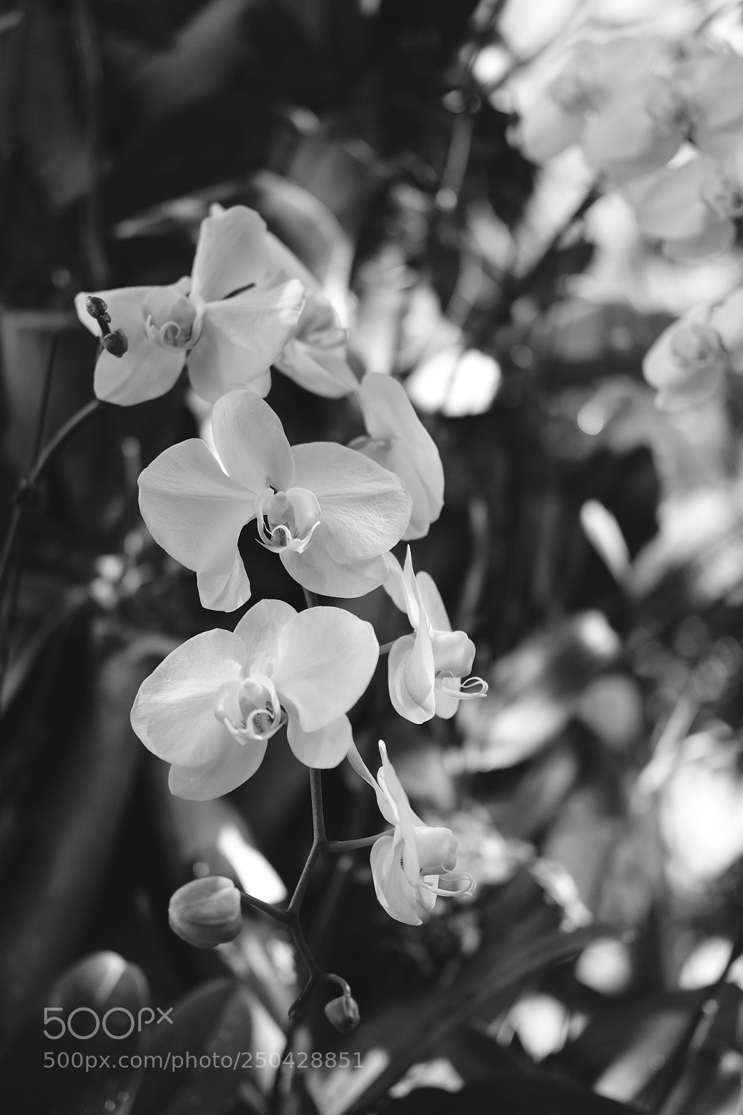 Fujifilm X-E3 sample photo. Fullsizeoutput bc photography