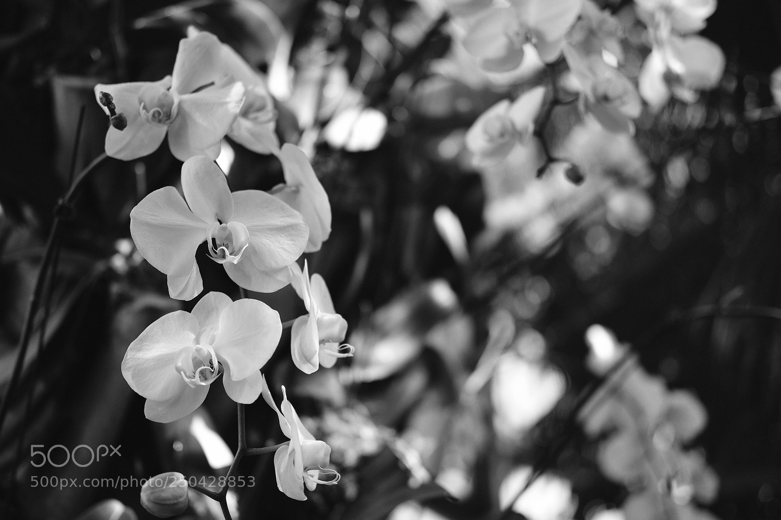 Fujifilm X-E3 sample photo. Fullsizeoutput ba photography