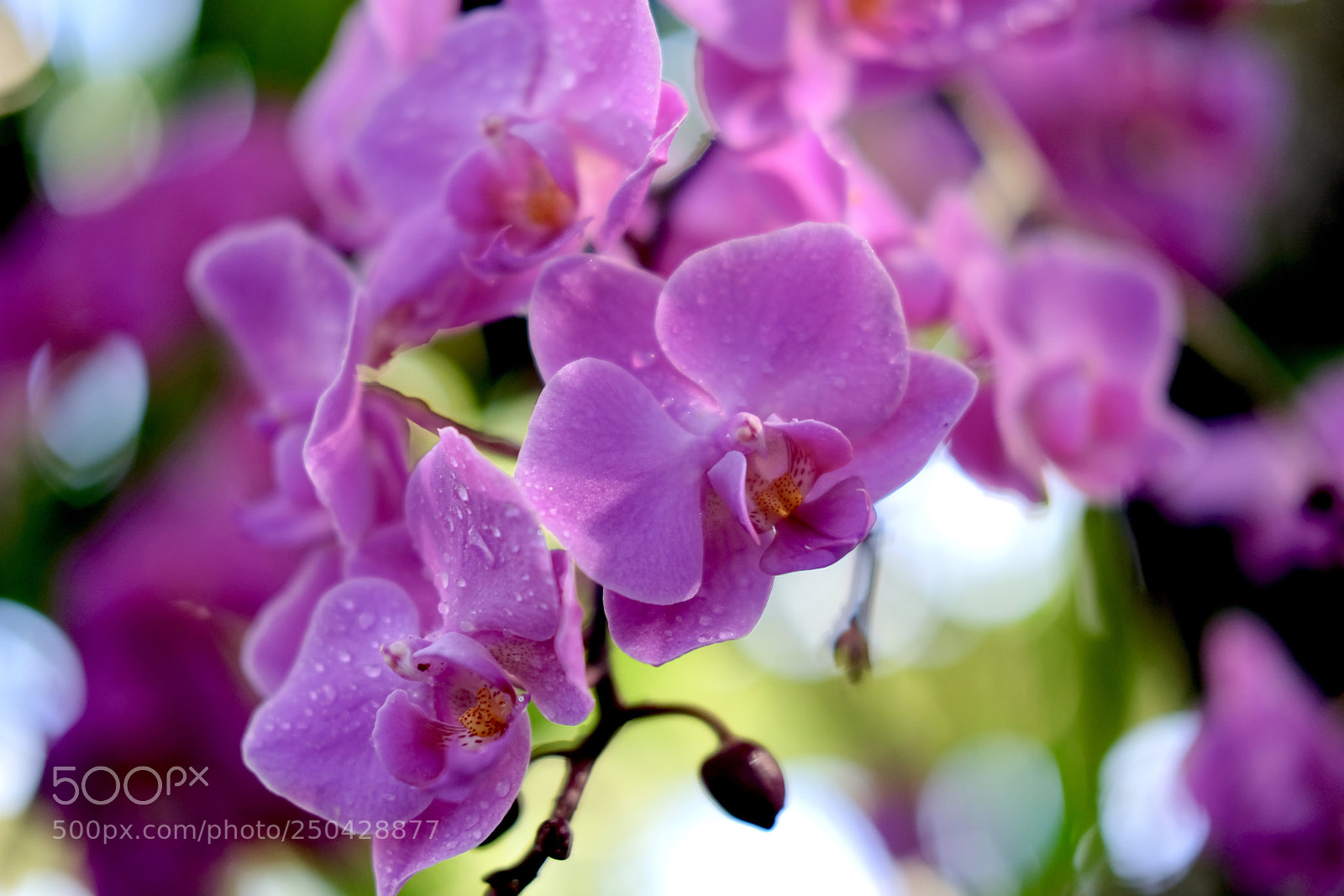 Fujifilm X-E3 sample photo. Fullsizeoutput b photography