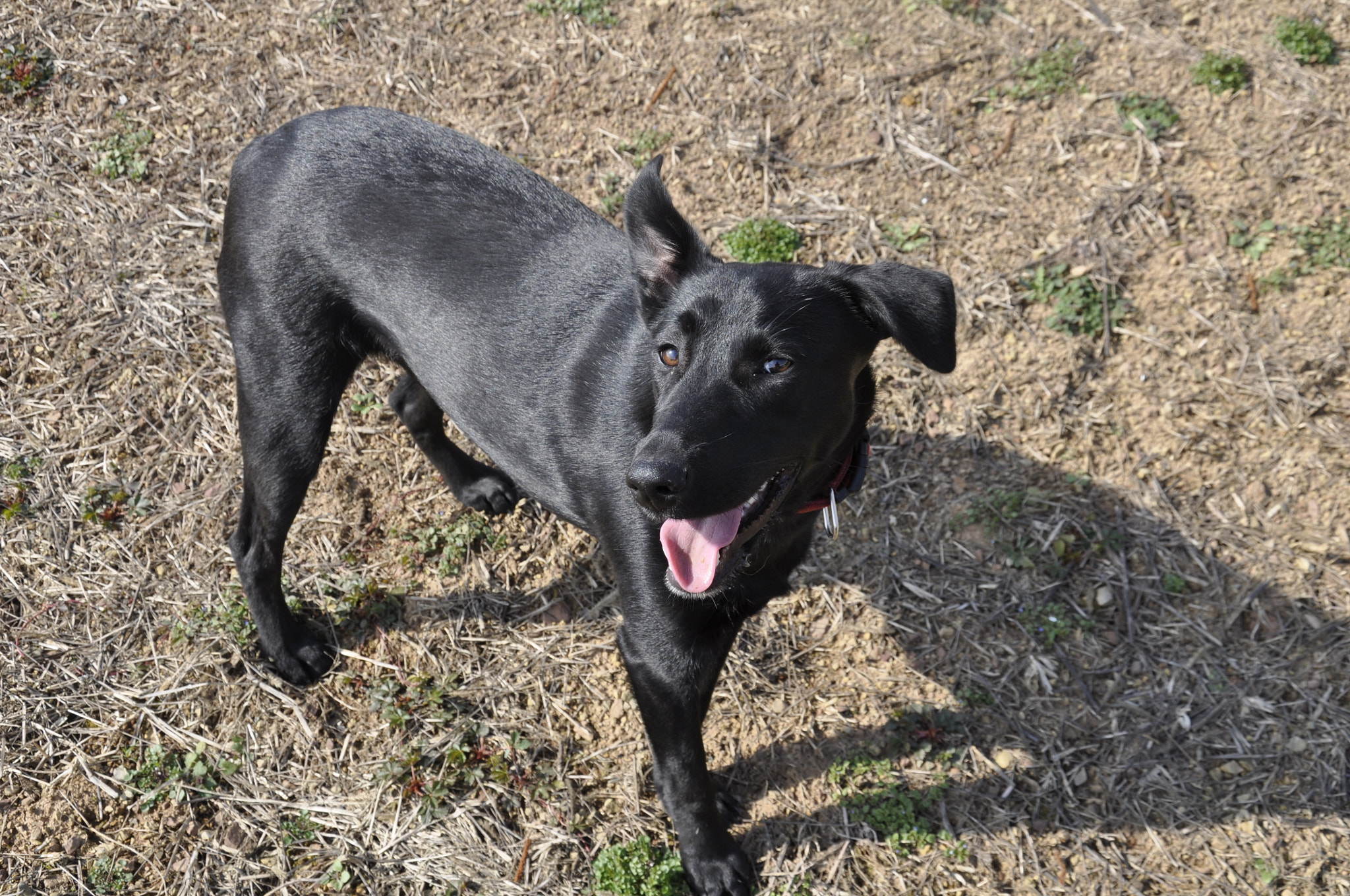 Nikon D5000 sample photo. Dog photography