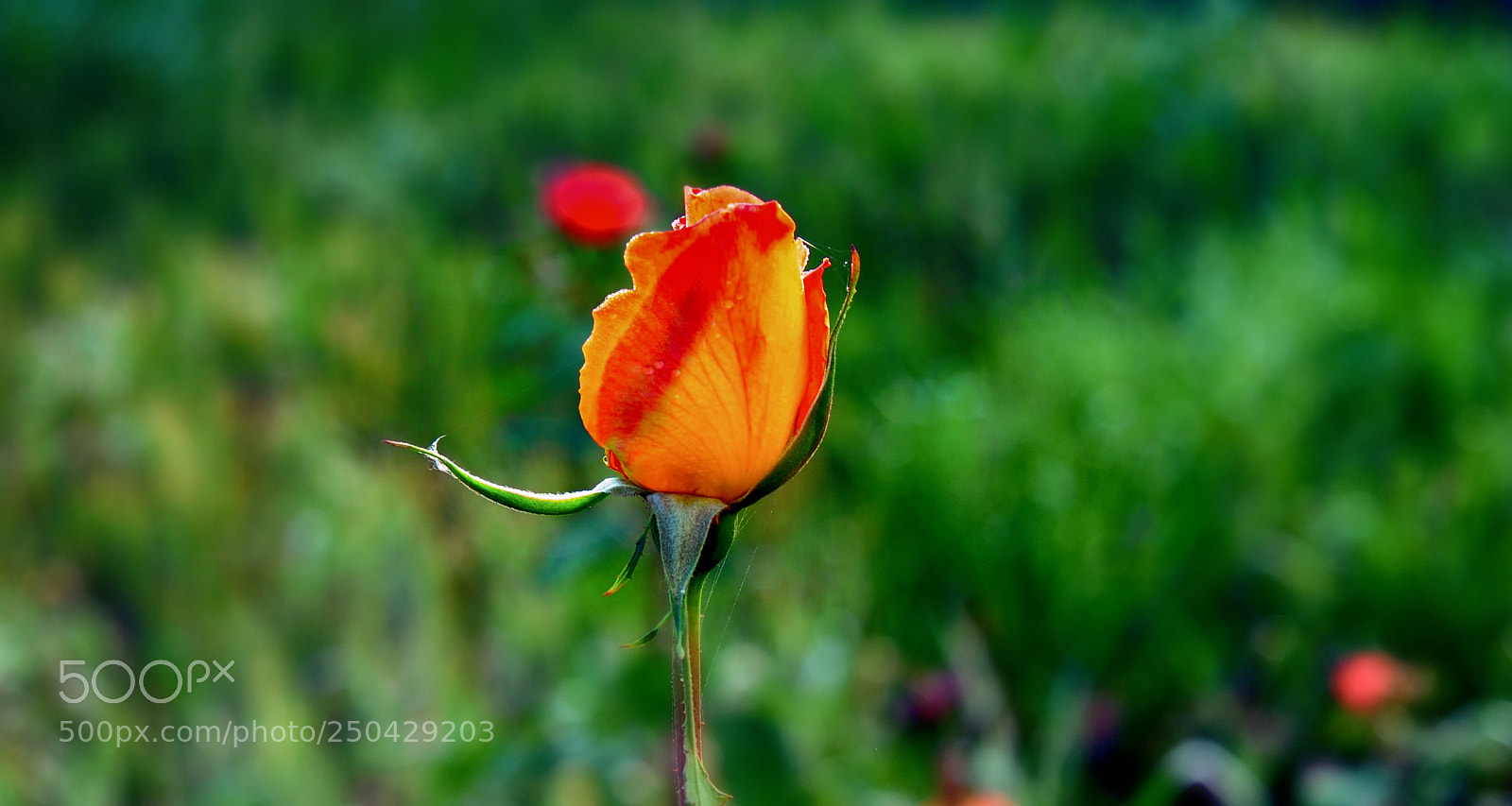 Nikon D300 sample photo. Rose photography
