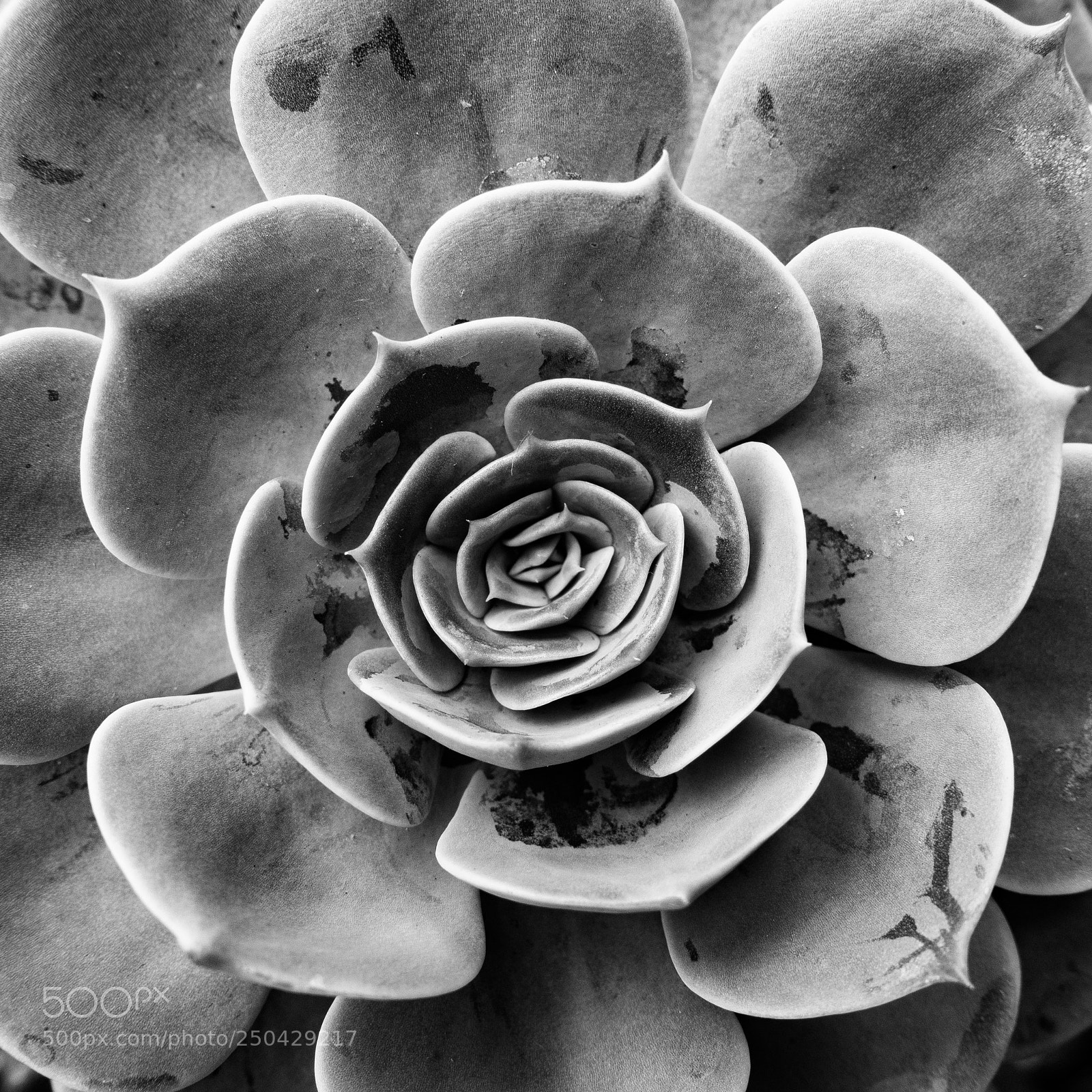 Sony DSC-RX100M5 sample photo. Succulent series 2 #3 photography