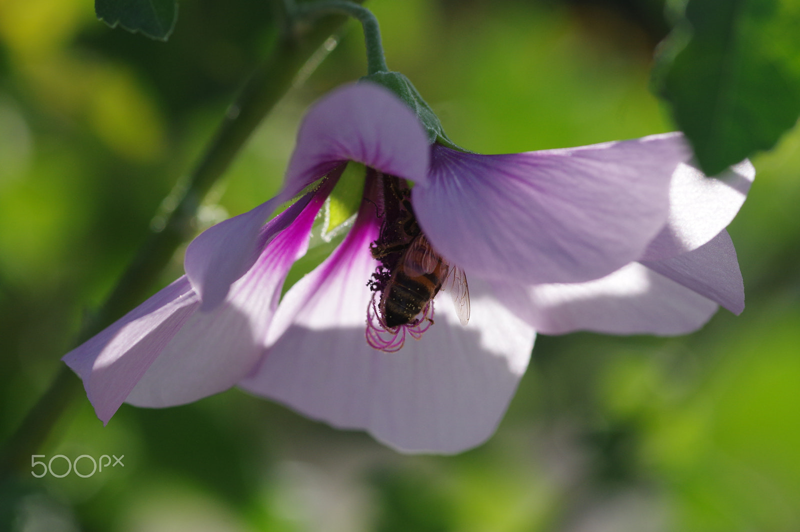Pentax K-3 II sample photo. Pink flower and bee photography