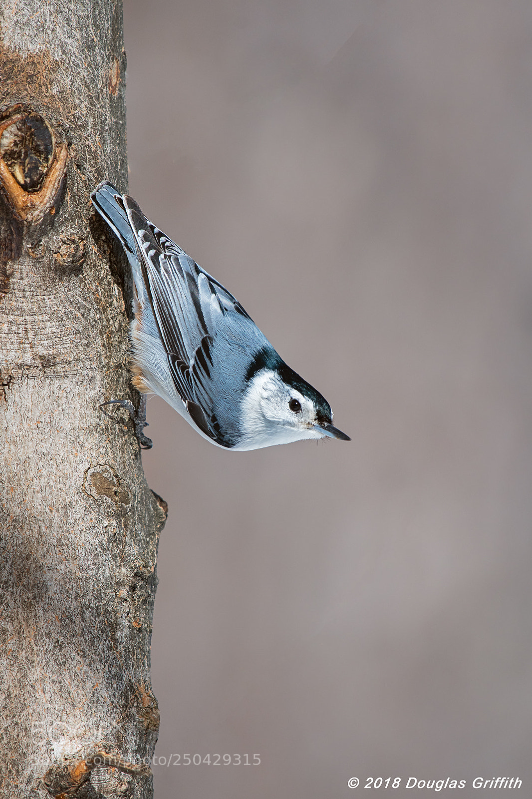 Nikon D500 sample photo. White-breasted nuthatch (sitta carolinensis) photography