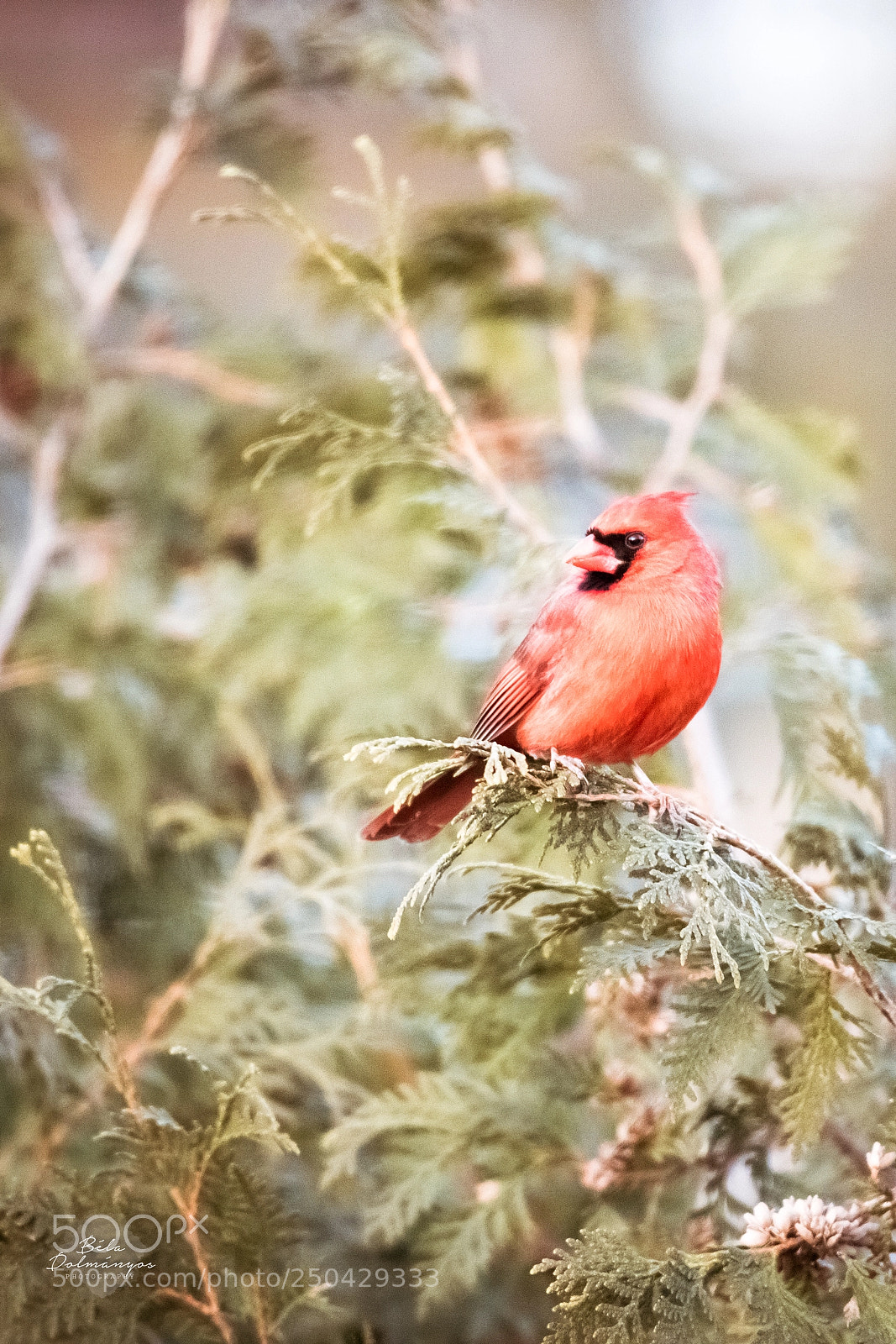 Nikon D810 sample photo. Northern cardinal photography